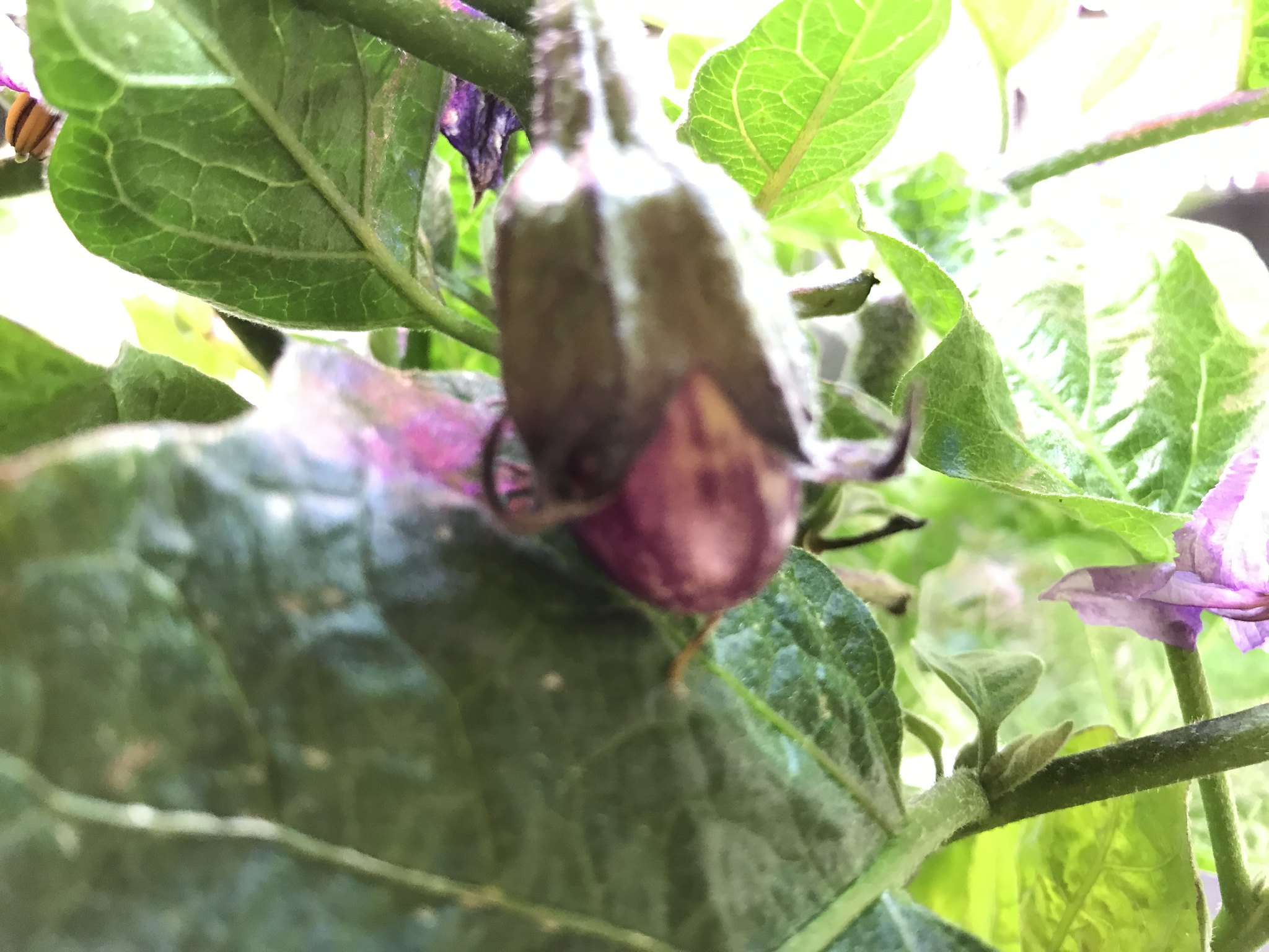 Update #6: My first teeny tiny eggplant! IMG_1126 by Mary Kribs, on Flickr IMG_1125 by Mary Kribs, on Flickr So remember wh…
