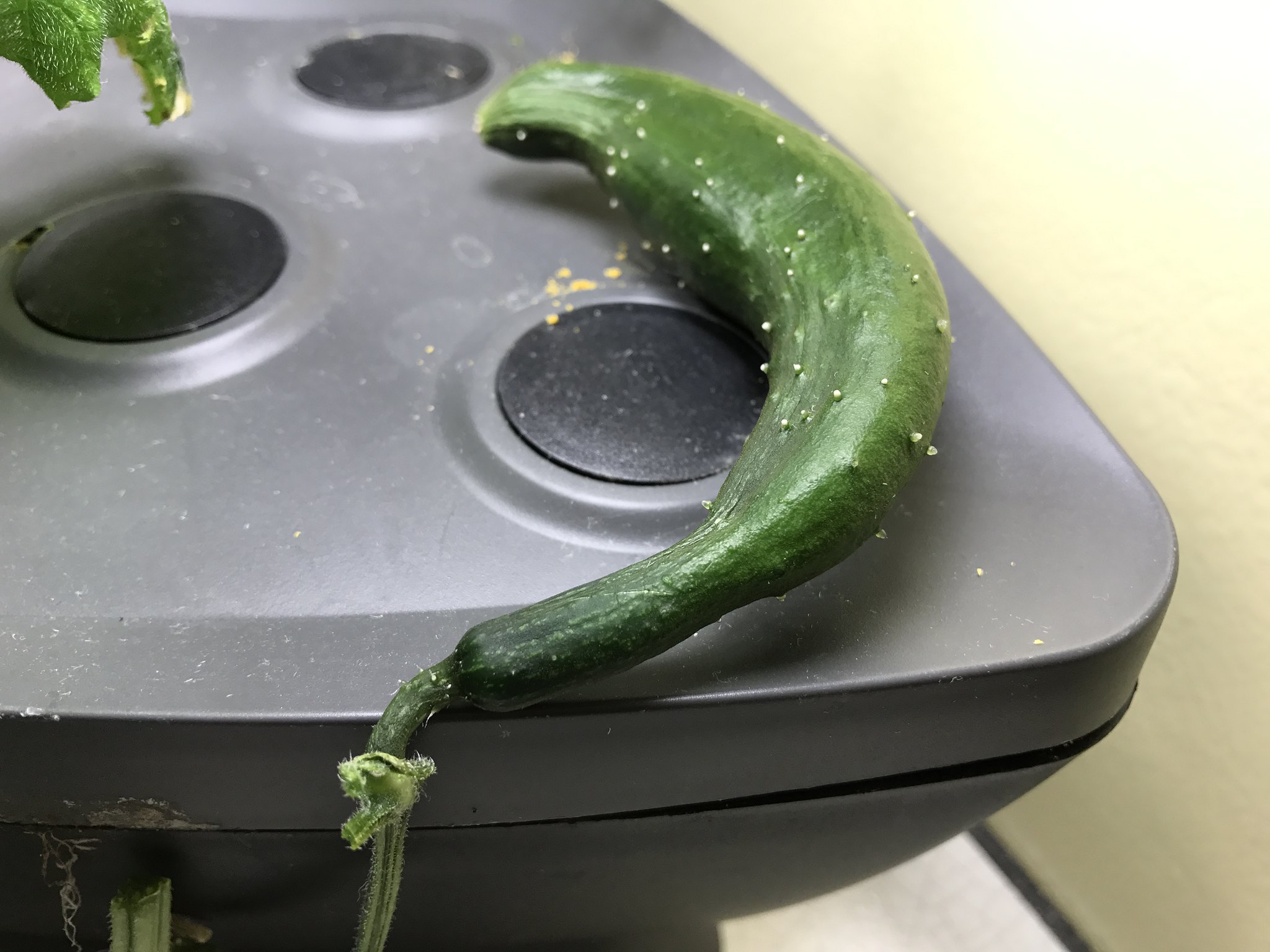 Update #1: This is a continuation of my cucumber garden. Unfortunately, what started out promising has become an unhappy pl…