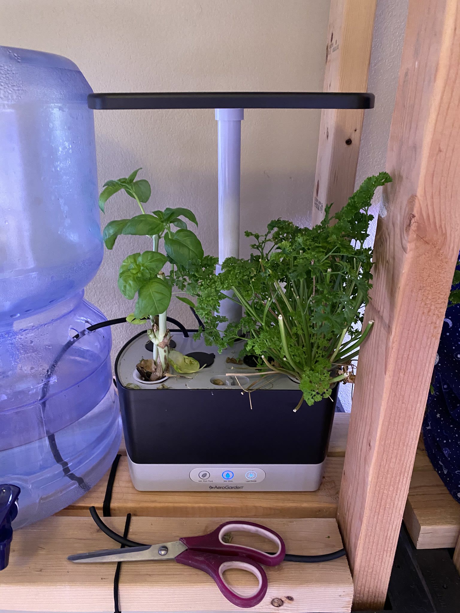 Update #9: Basil went wild as always gave it a good trimming!