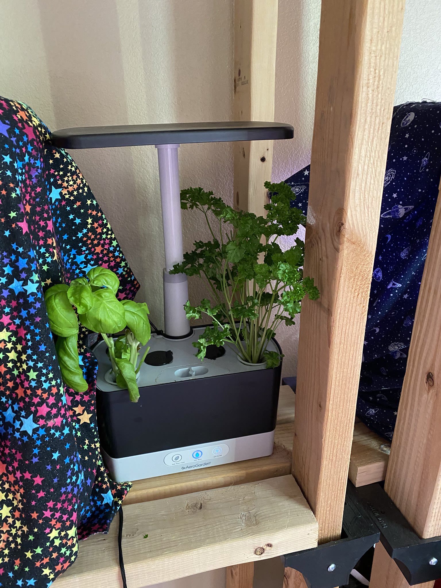 Update #5: Had a jungle on my hands here!!Trimmed them up, and now trying to decide what to do with all the basil I got off…