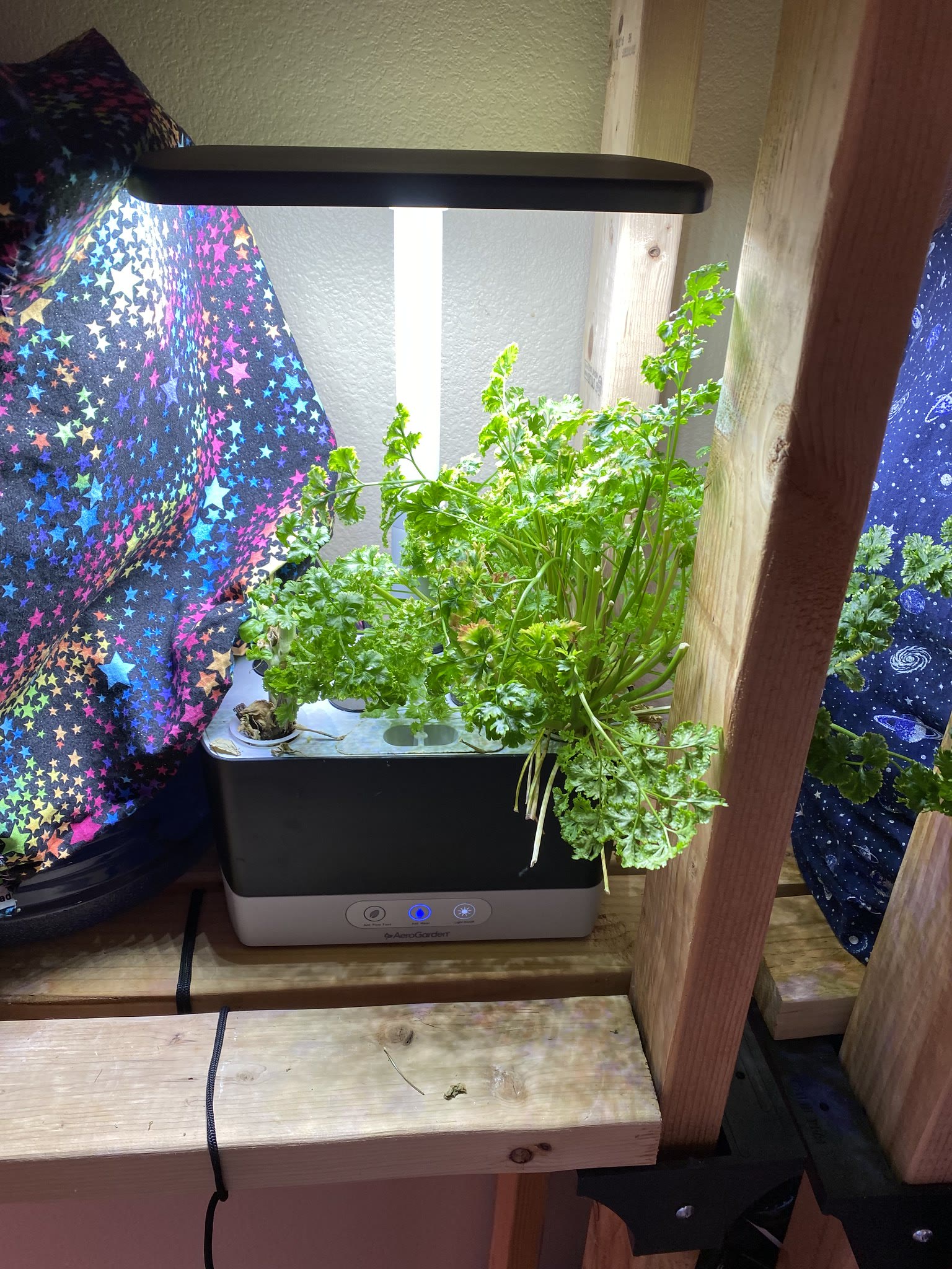 Update #10: Before and after pics - Basil and parsley are both doing great!