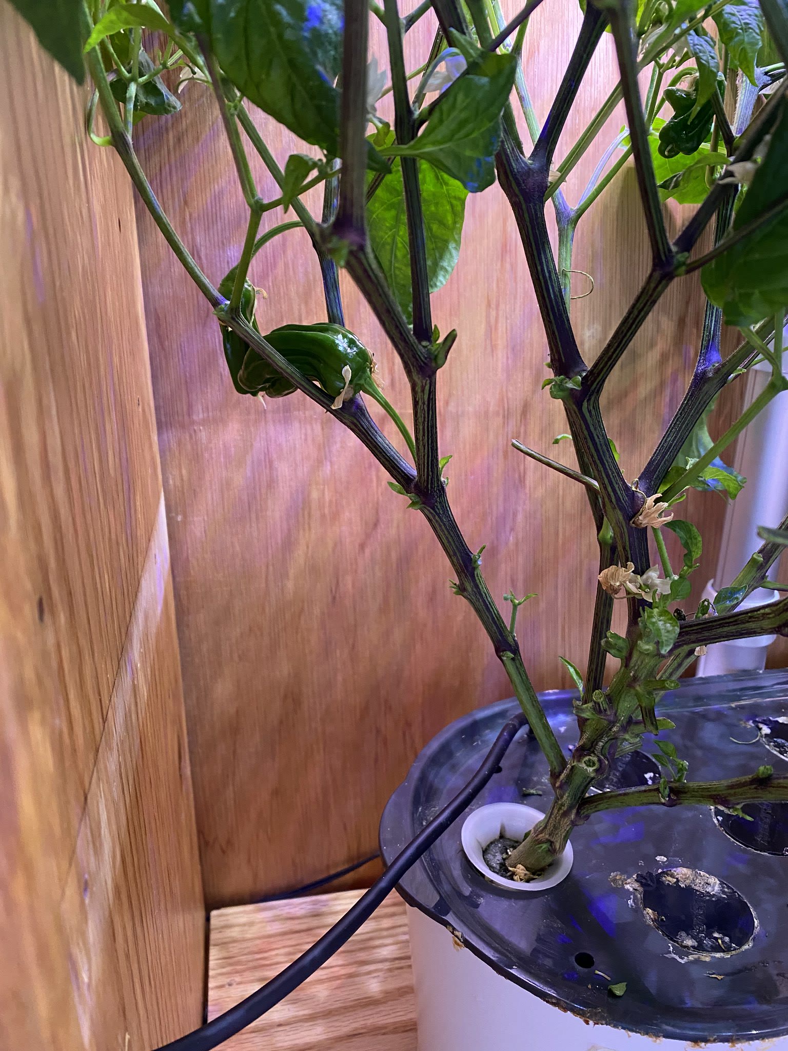 Update #9: Got these guys sort of cleaned up!! No peppers on the Cocina yet, but found some Shishitos!!