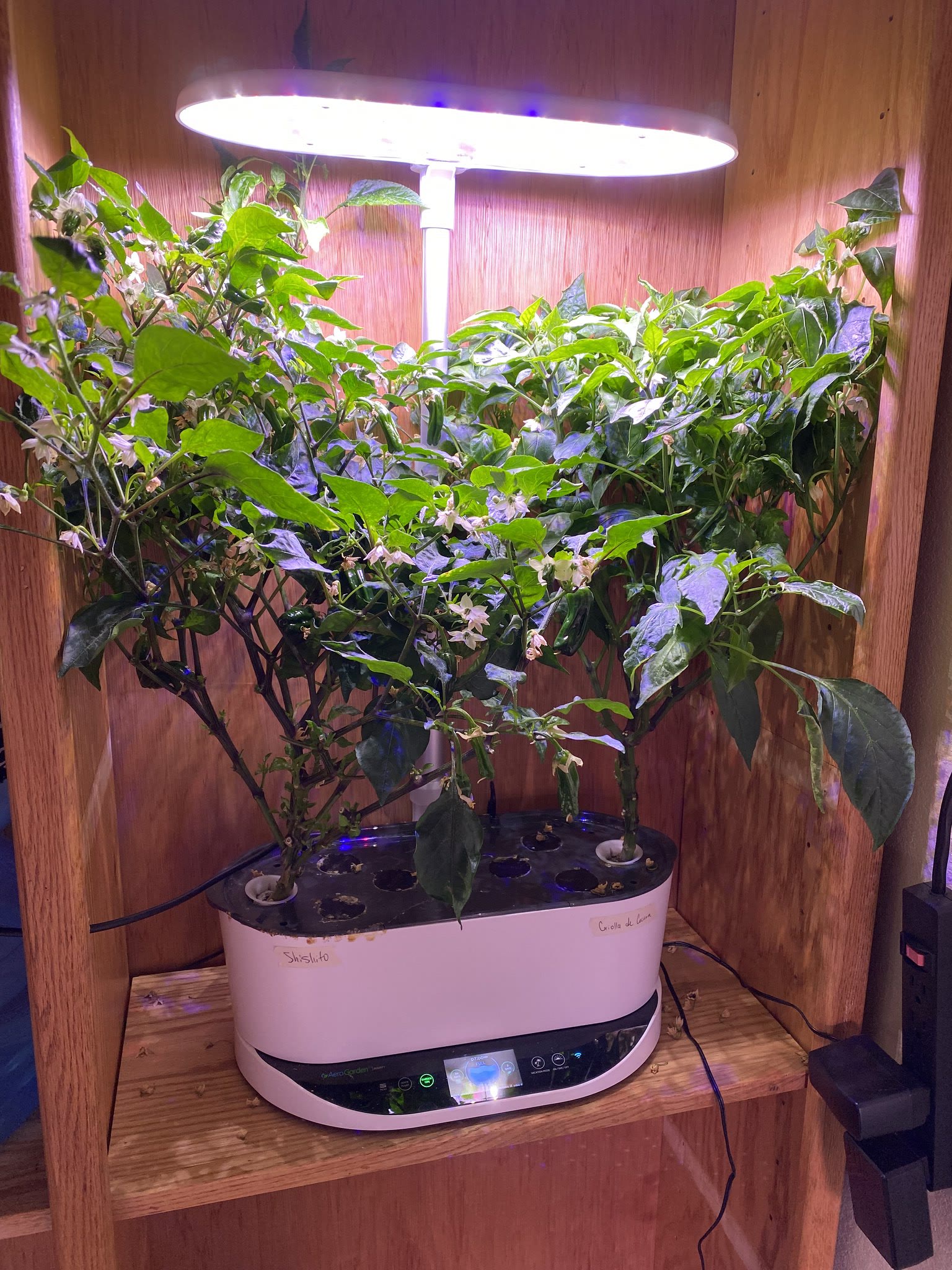 Update #10: Shishitos are still doing great!! Gotta trim the plant again. Haven't seen any cocinas set yet, but think I'll t…