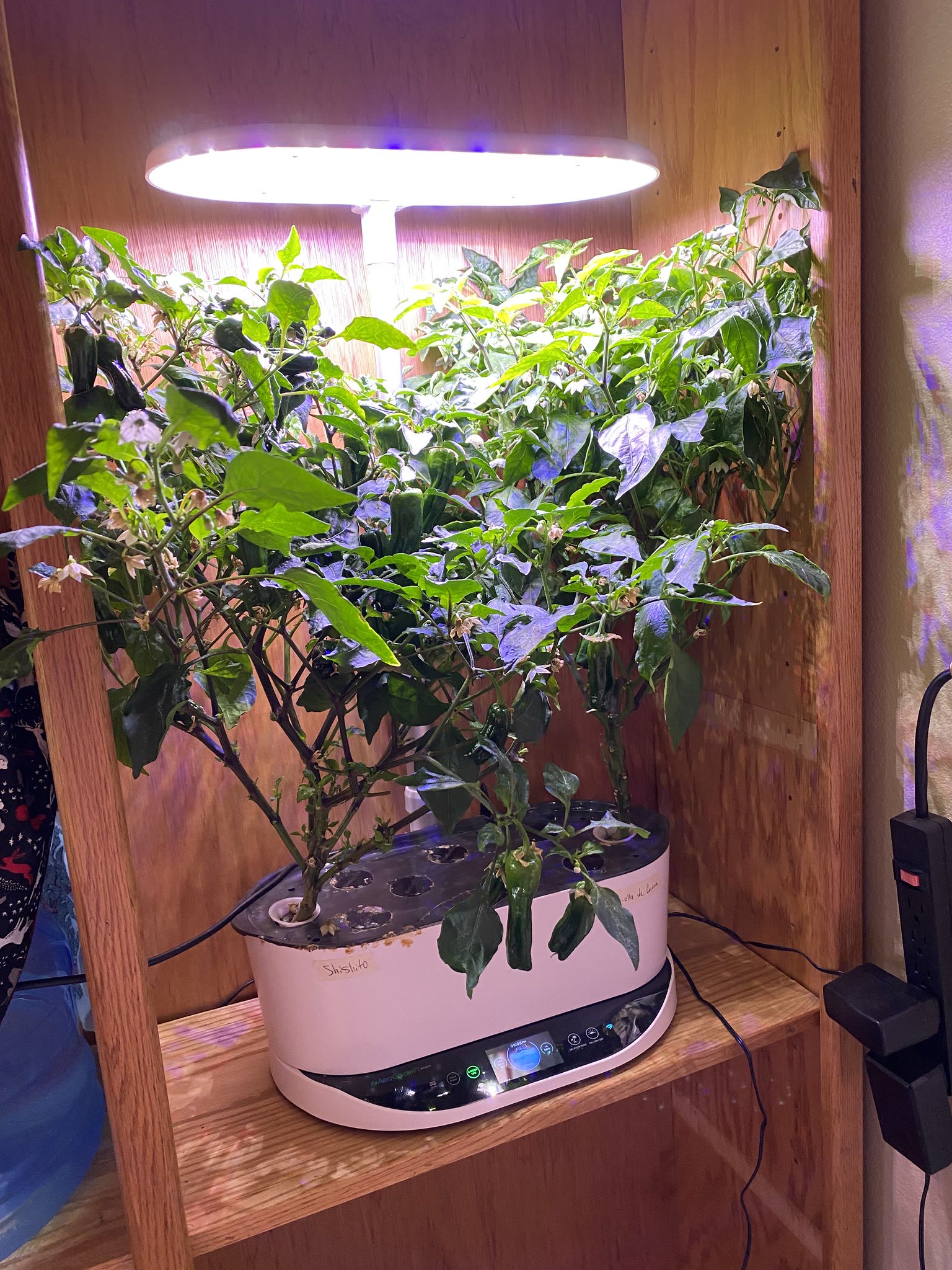 Update #11: Still don't see any peppers setting on the Cocina, but the Shishito is doing great!! Before a teeny bit of trimm…