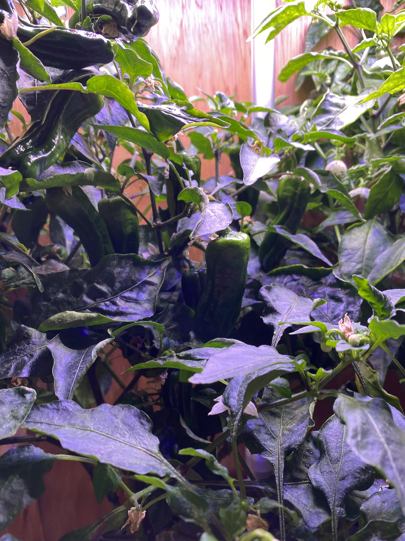 Update #11: Still don't see any peppers setting on the Cocina, but the Shishito is doing great!! Before a teeny bit of trimm…