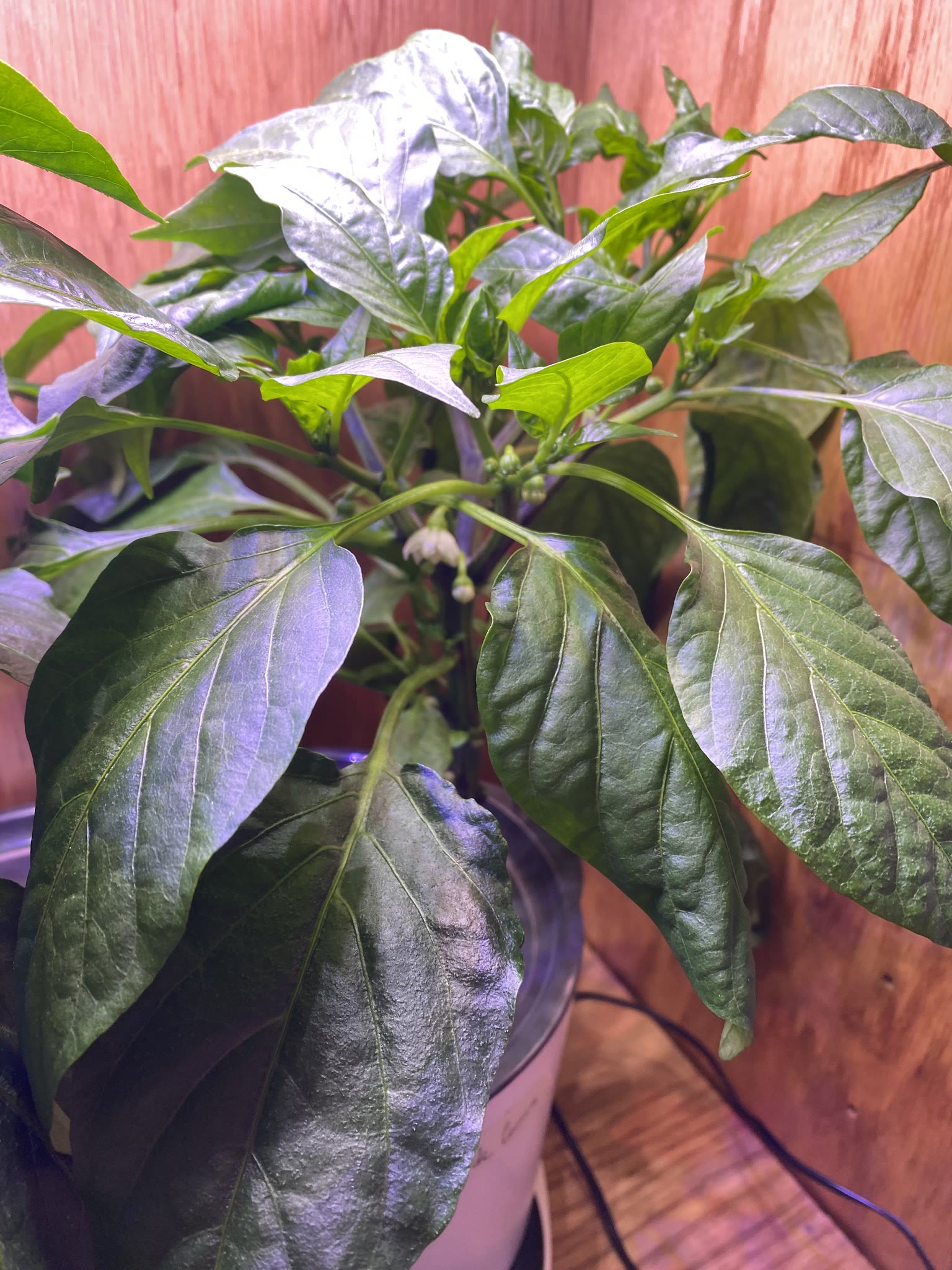 Update #6: The Shishito wants to BUSH! 11/30/2021 by Masked Sonnet, on Flickr It's also putting on flowers 11/30/2021 by Ma…