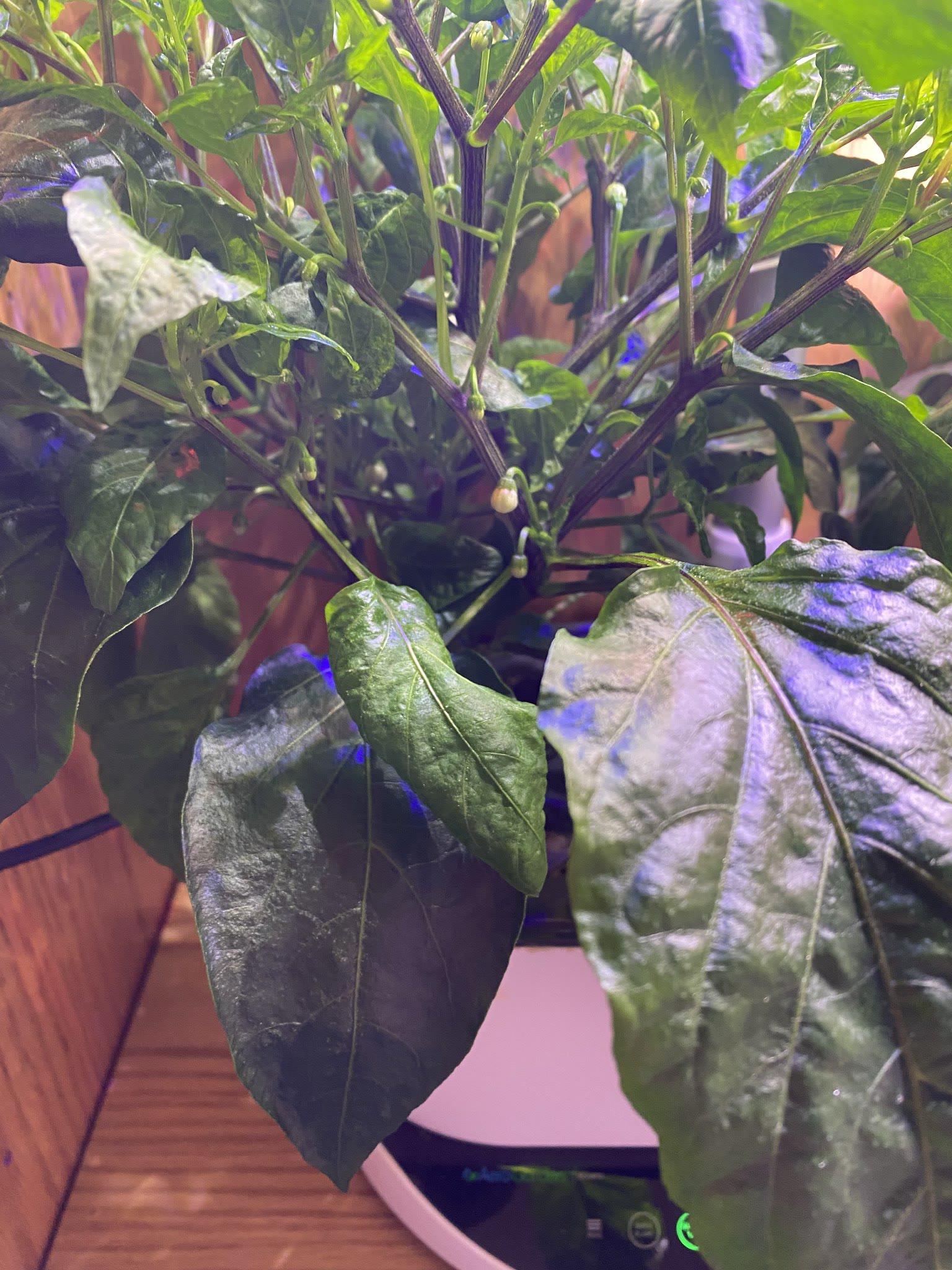 Update #6: The Shishito wants to BUSH! 11/30/2021 by Masked Sonnet, on Flickr It's also putting on flowers 11/30/2021 by Ma…