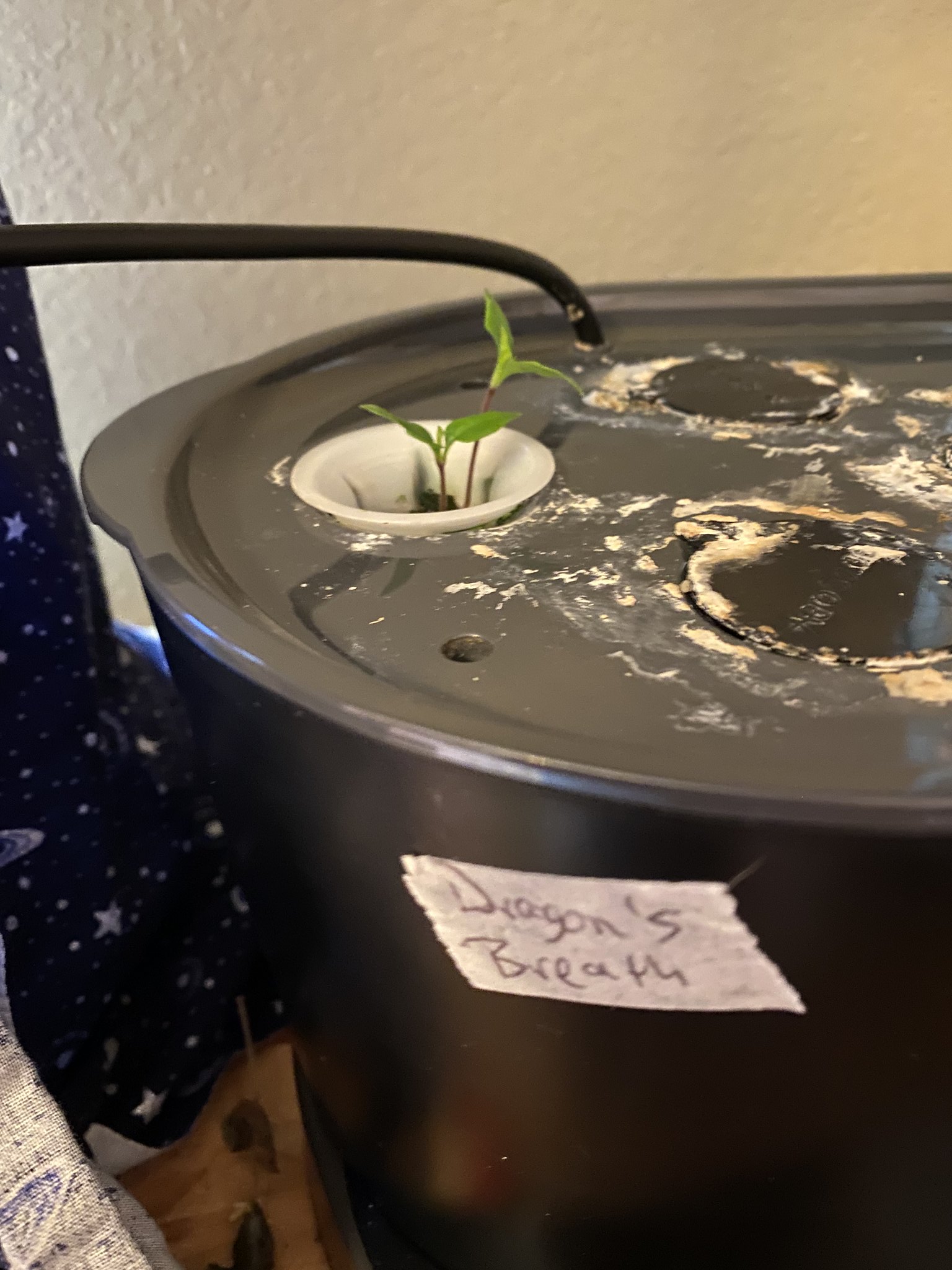 Update #4: Both peppers are growing and looking good!