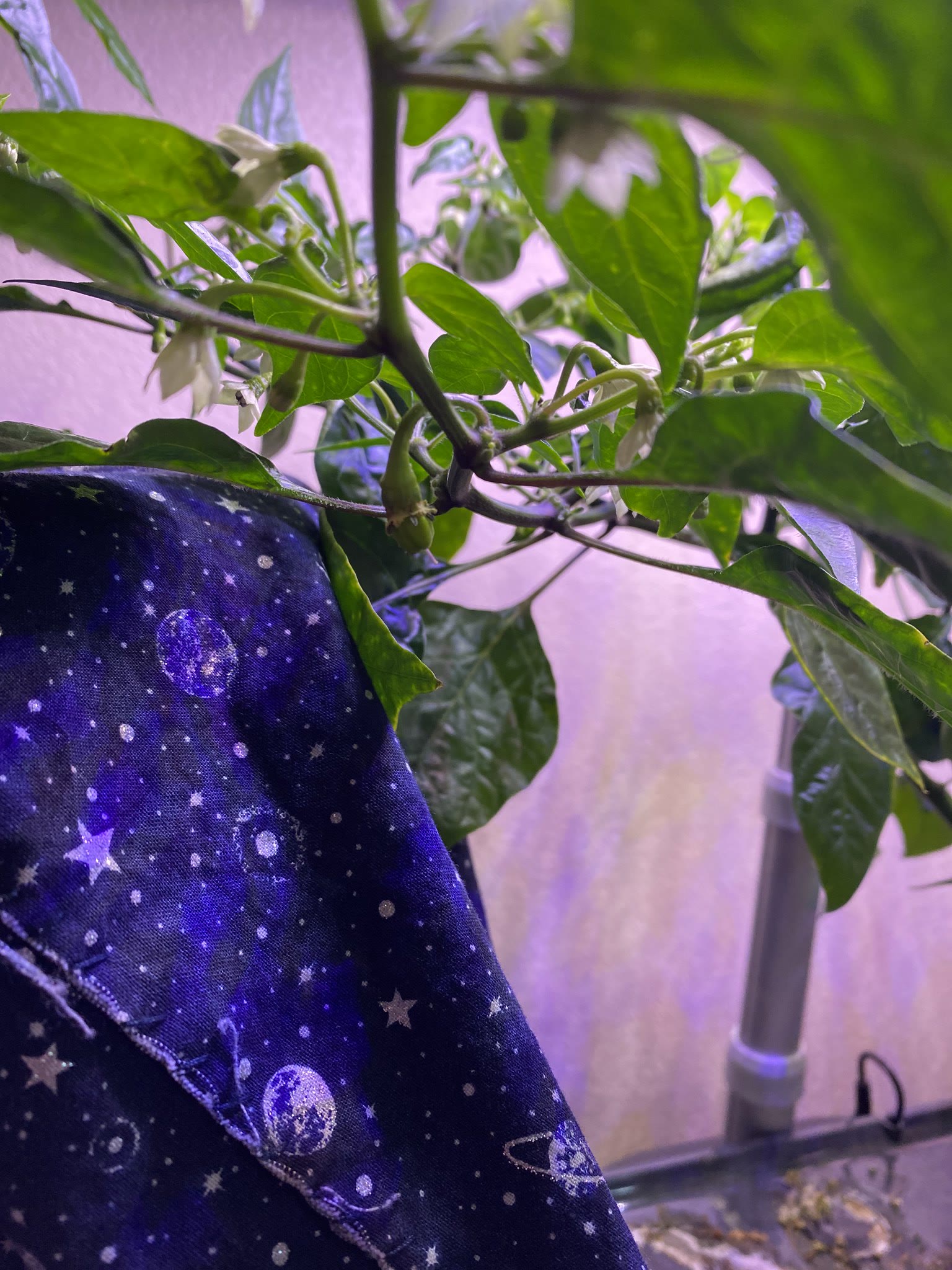 Update #11: Couldn't hold back anymore and did some trimming. Made a mistake and the Dragon's Breath is no more (oops!!) The…