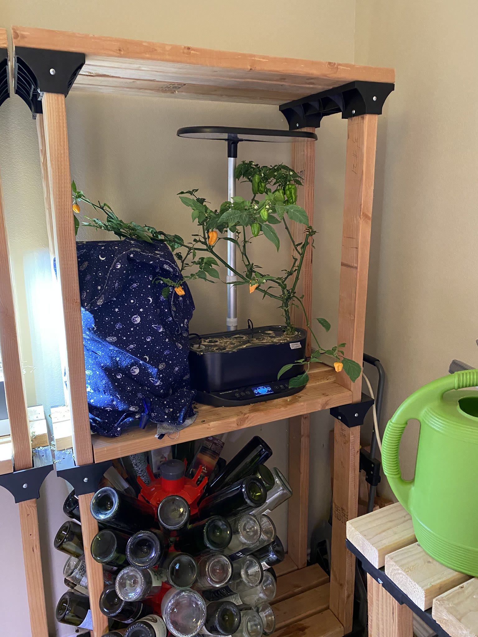 Update #17: This thing keeps setting more peppers, still don't have any fully ripe ones to harvest. Got aggressive with the …