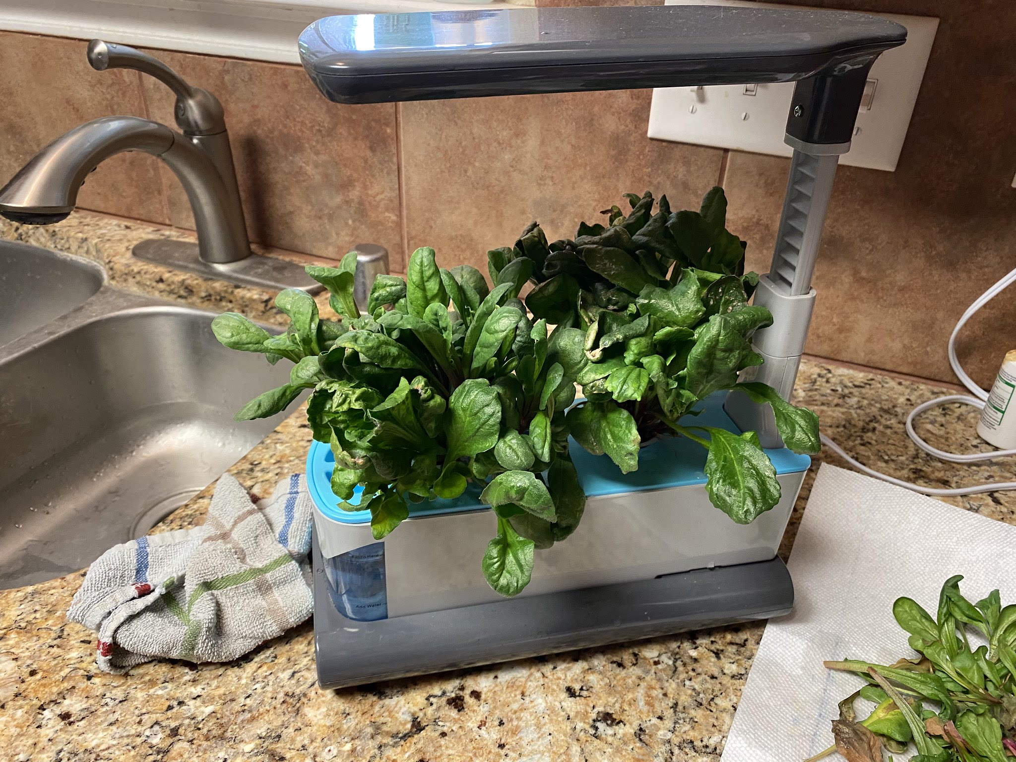 Update #8: Tried to trim these up a little and give them some more space and take out dead leaves - took the rear pod out c…