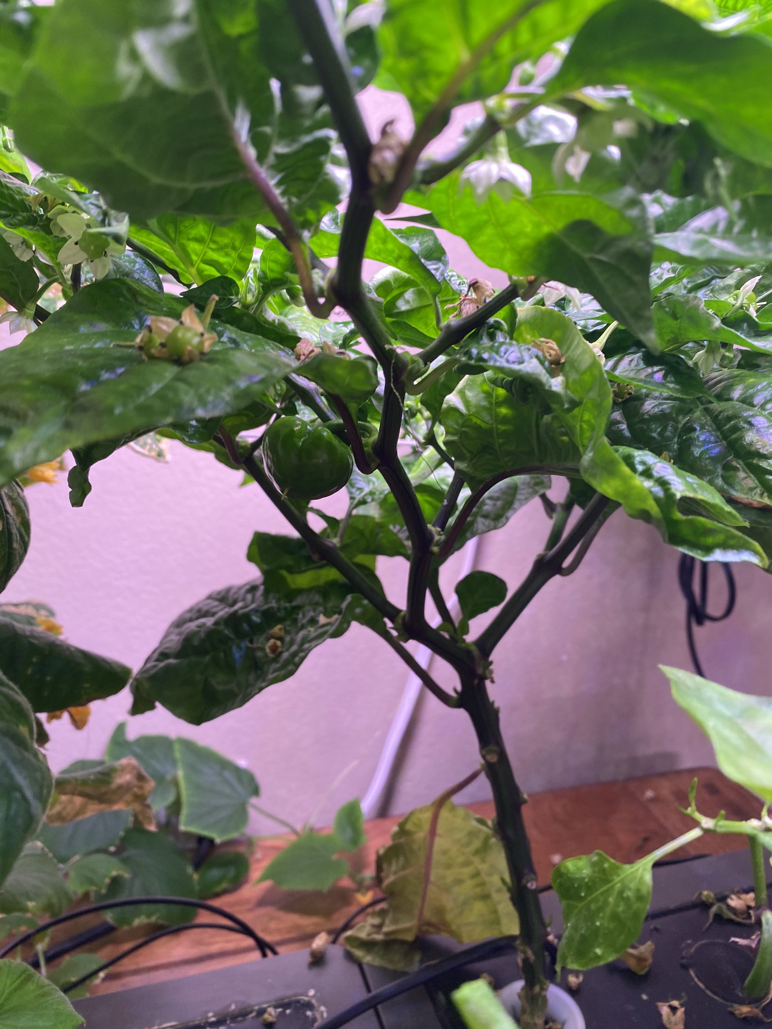 Update #20: After that last little explosion of productivity, the cucumber has slowed down at LOT. There is one almost ready…