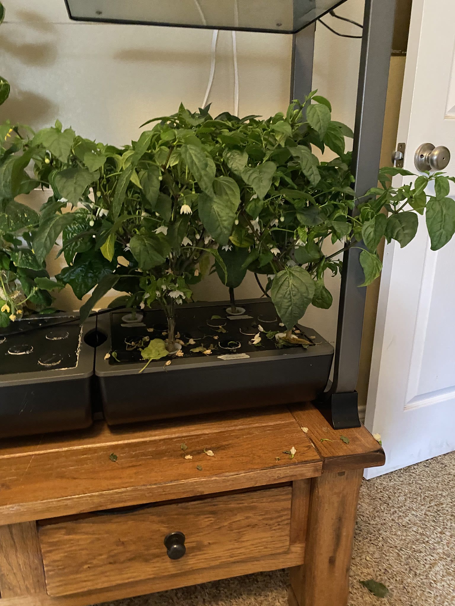 Update #13: The leaves still don't look great, but some of the cucumbers are getting bigger. And it's totally loaded up!!The…