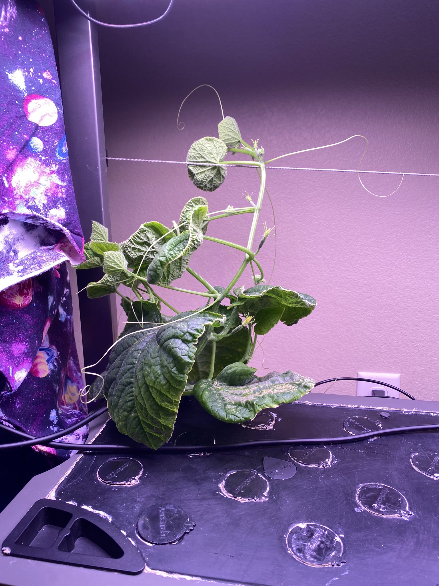 Update #8: Went to add nutrients and my naughty cucumber had grabbed hold of a pepper plant!!I gently unwrapped the tendril…