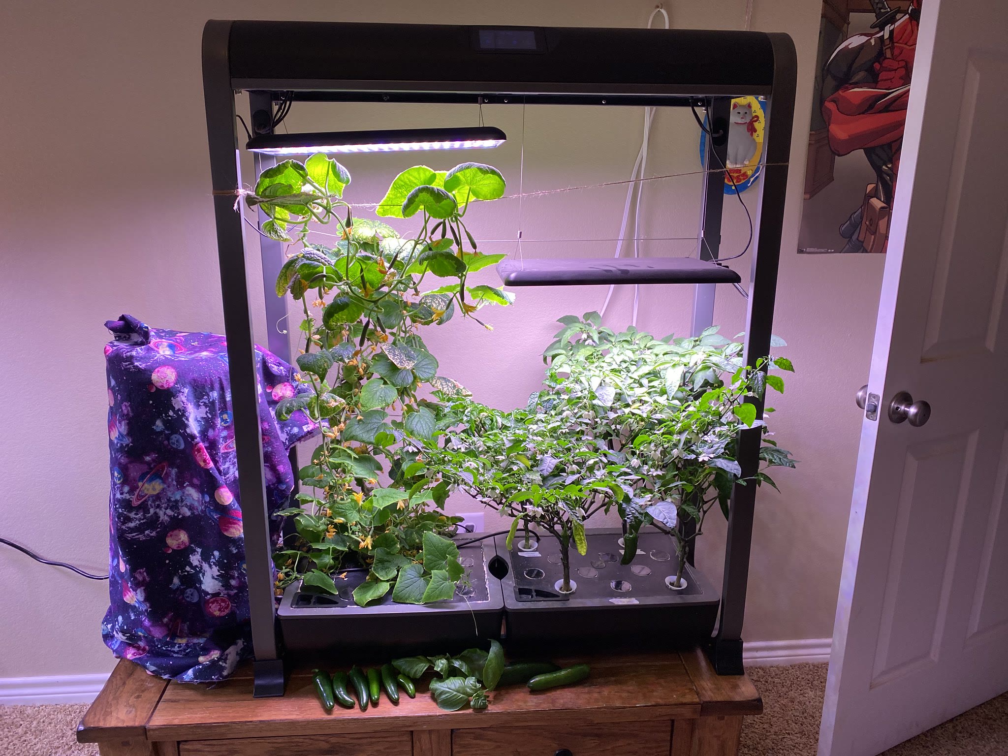 Update #17: Had to usual weekend mess waiting for me lolDid some cleaning and trimming, and harvested a few nice big peppers…