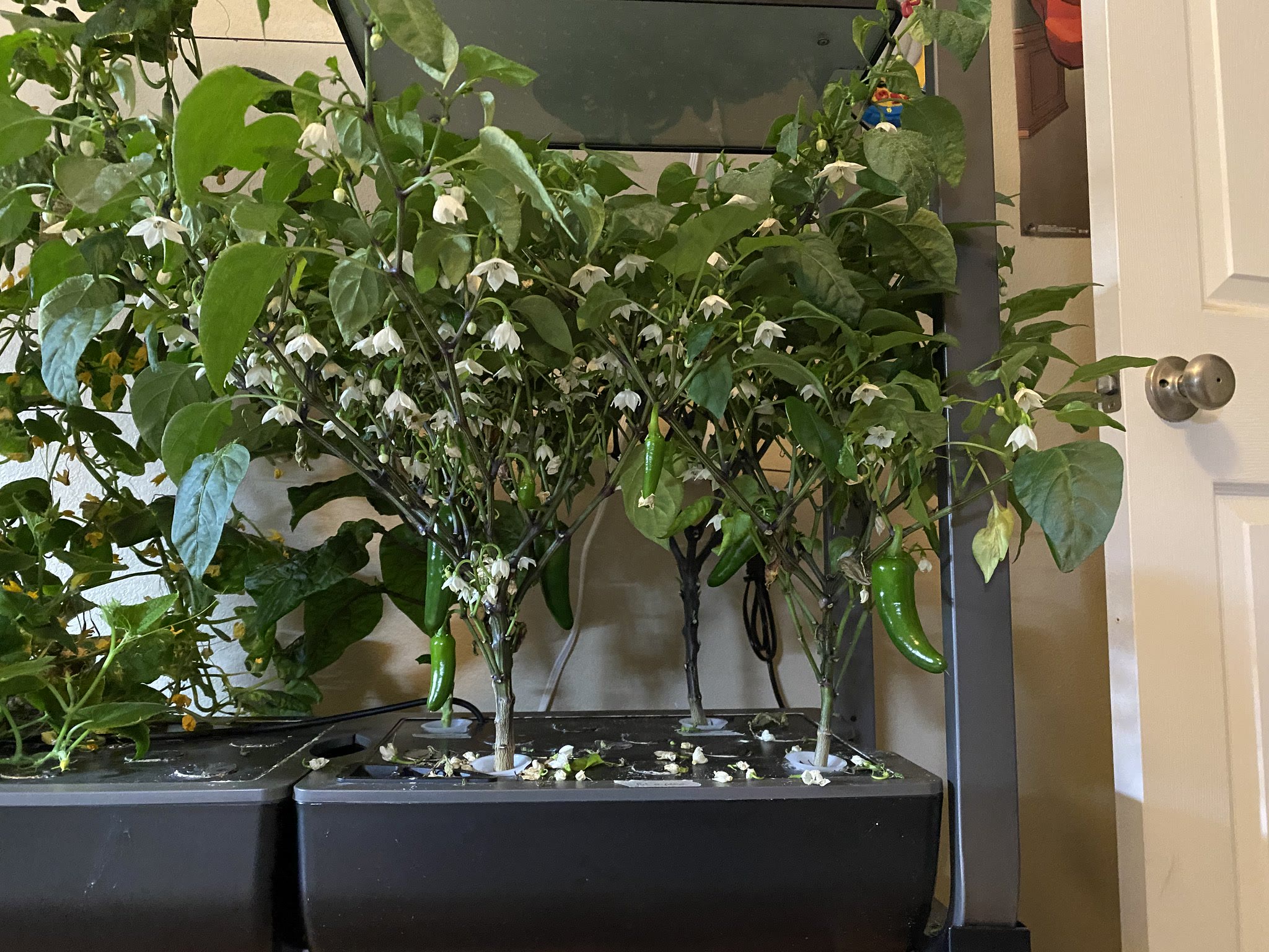 Update #16: Got another cucumber getting close!! And picked one this morning Also, the jalapenos are EXPLODING!! I'm going t…
