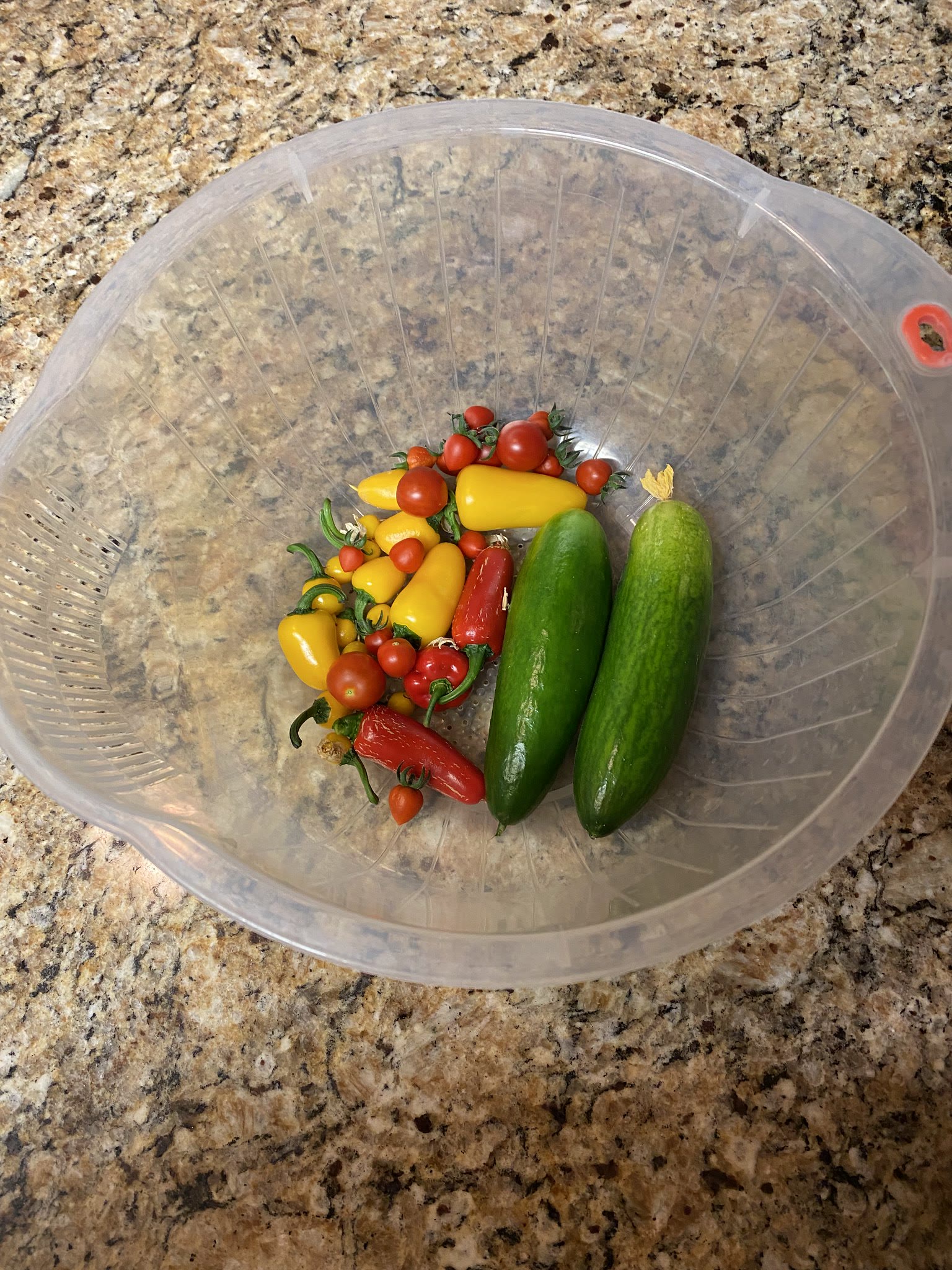 Update #22: Picked a couple cucumbers and several jalapenos today! And the one sweet bonnet that was ready! The cucumber vin…