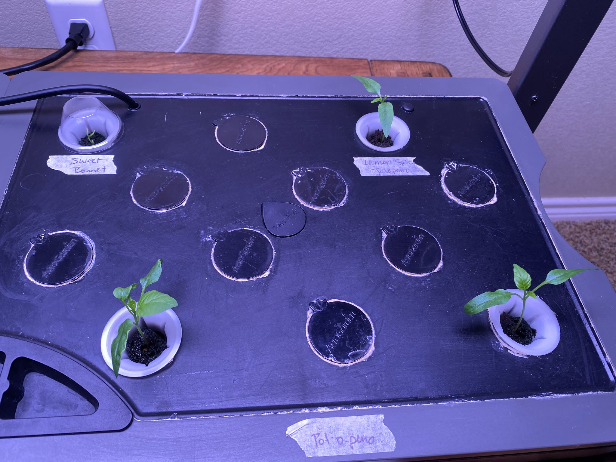 Update #4: Added nutrients today!! The cucumber continues to grow The peppers are doing good too! The jalapenos all got big…