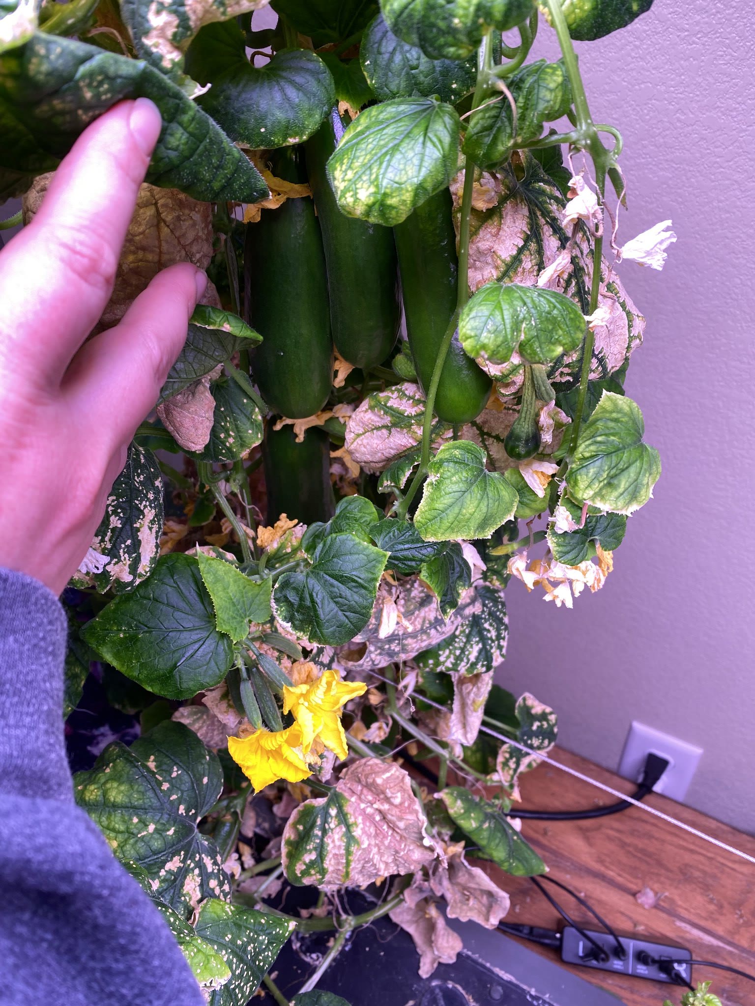 Update #26: The last of the jalapenos are coming along really well And the cukes!! Got several ripe ones that I took off, as…