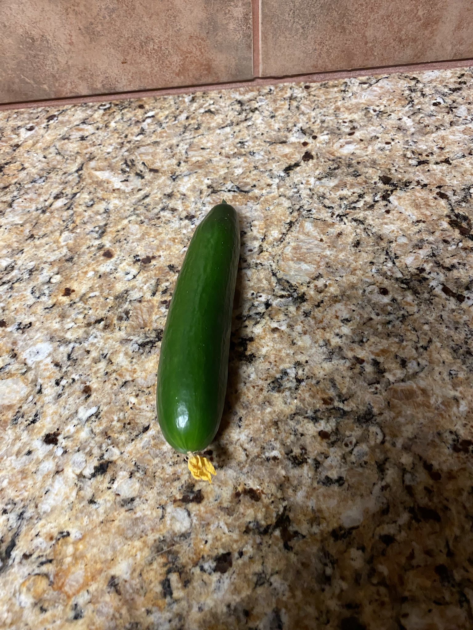 Update #16: Got another cucumber getting close!! And picked one this morning Also, the jalapenos are EXPLODING!! I'm going t…