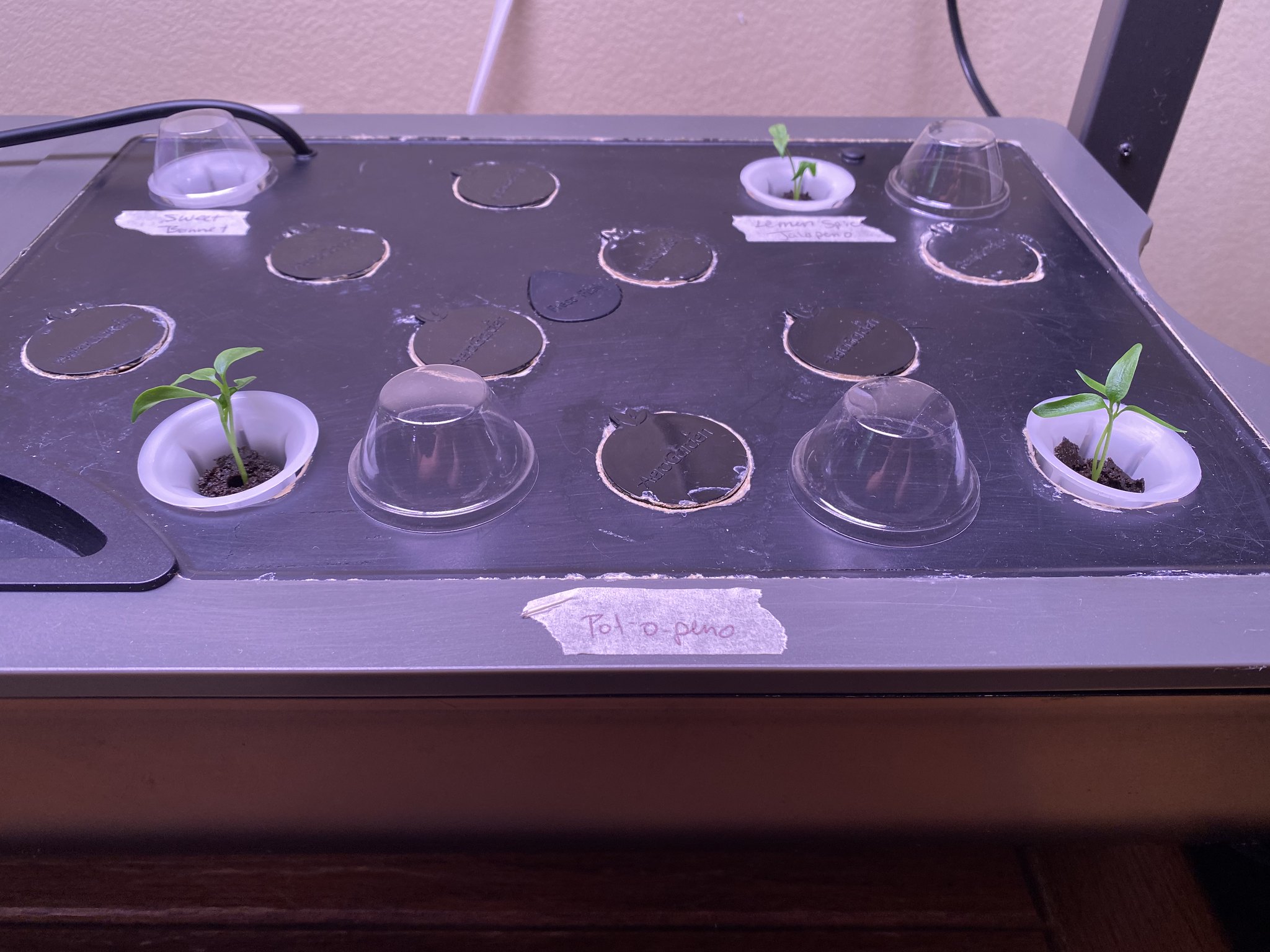 Update #3: The cucumber is still doing well:And three of the four peppers have sprouted!!