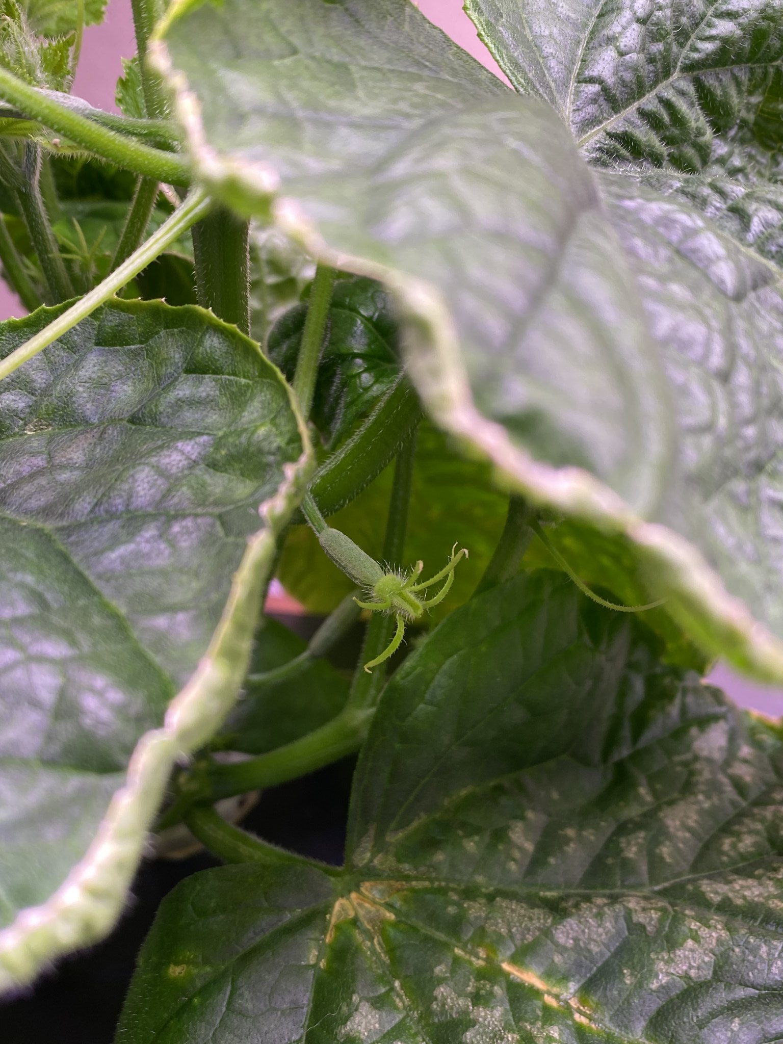 Update #7: It already grew into the light and I had to raise it!! Little concerned about the brown-speckled bottom leaf. Lo…