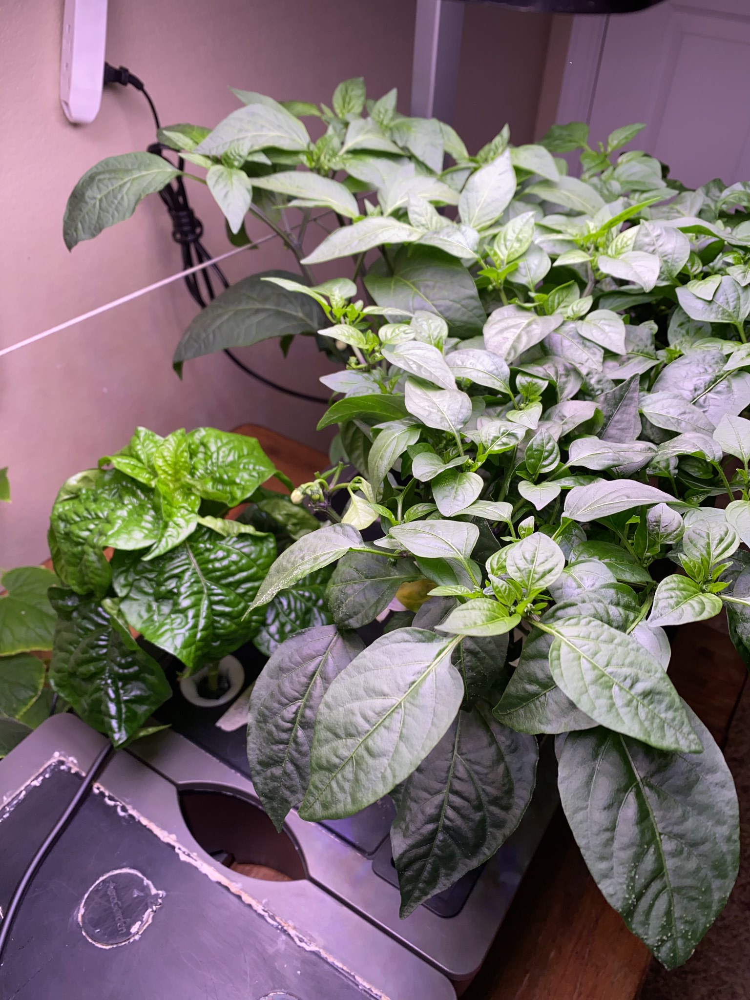 Update #12: Thanks lynnee , I think you're right and it was edema from not getting it the nutrients when I was supposed to, …