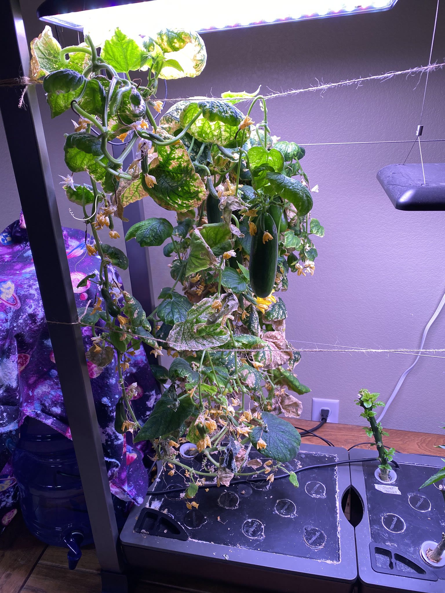 Update #26: The last of the jalapenos are coming along really well And the cukes!! Got several ripe ones that I took off, as…