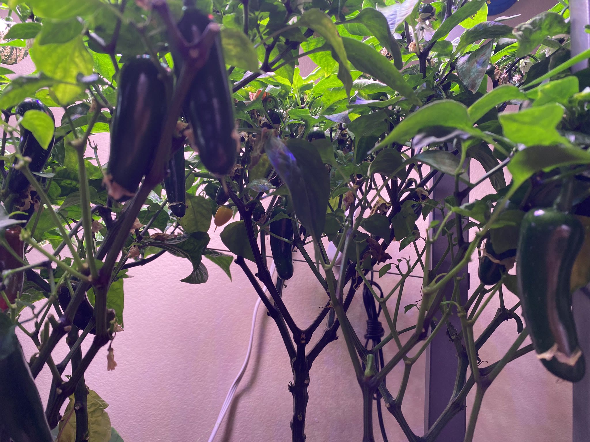 Update #20: After that last little explosion of productivity, the cucumber has slowed down at LOT. There is one almost ready…