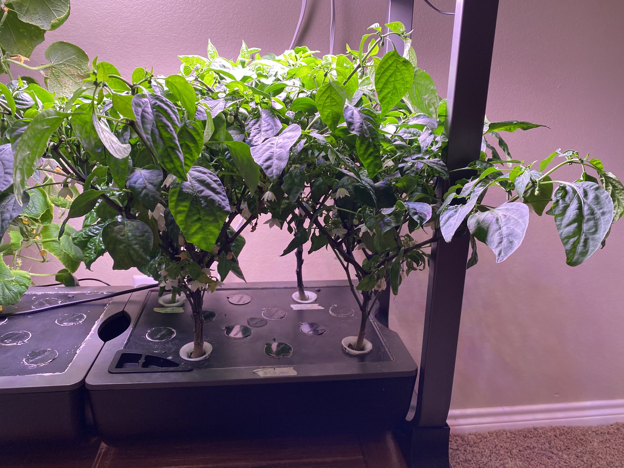 Update #14: Cleaned up the machine today and found a bigger cucumber!!Also found some jalapenos forming up when I cleaned up…