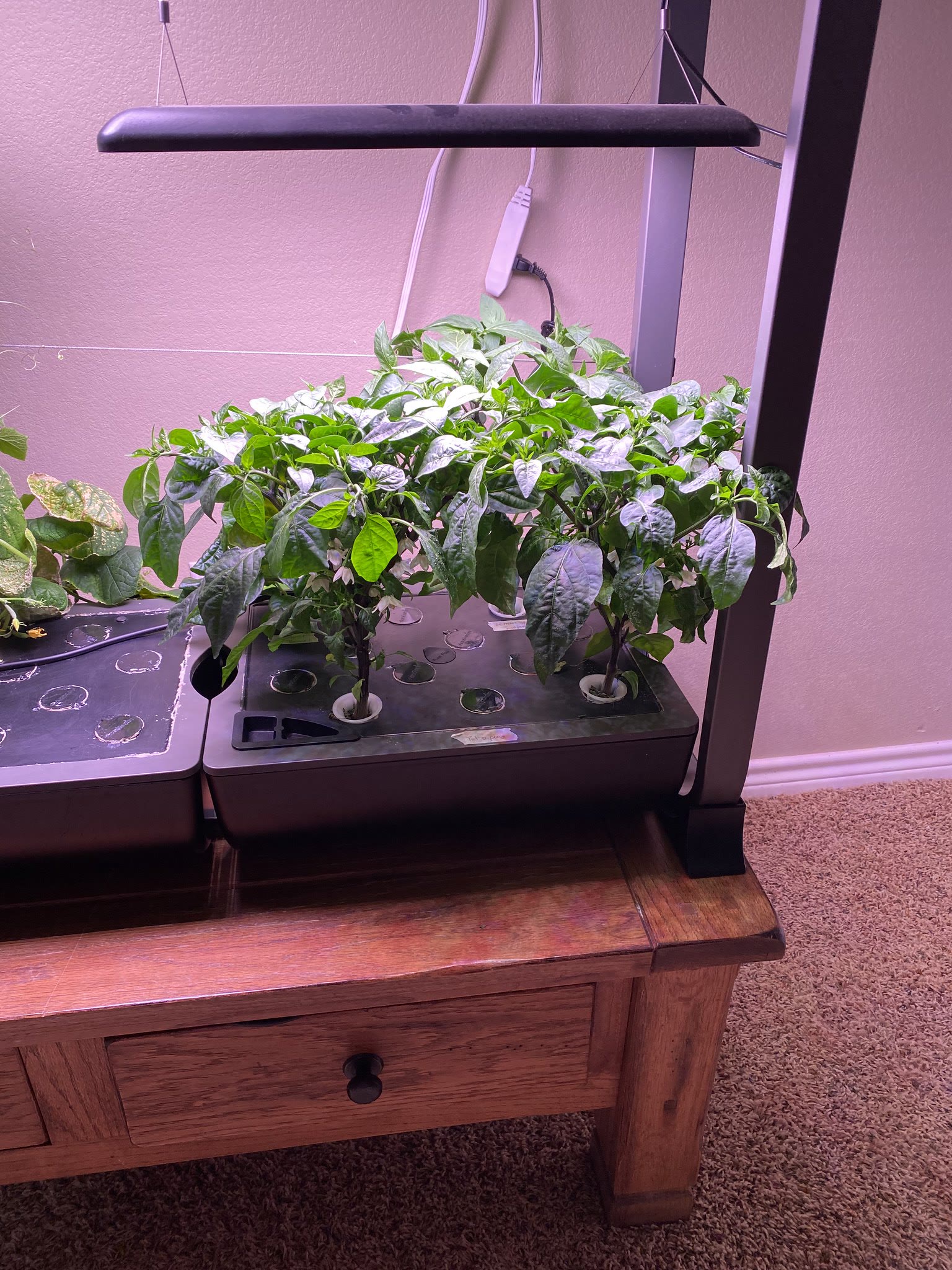 Update #11: Cucumbers went a bit limp for some reason? Maybe because I did wait a couple days past when I was supposed to ad…