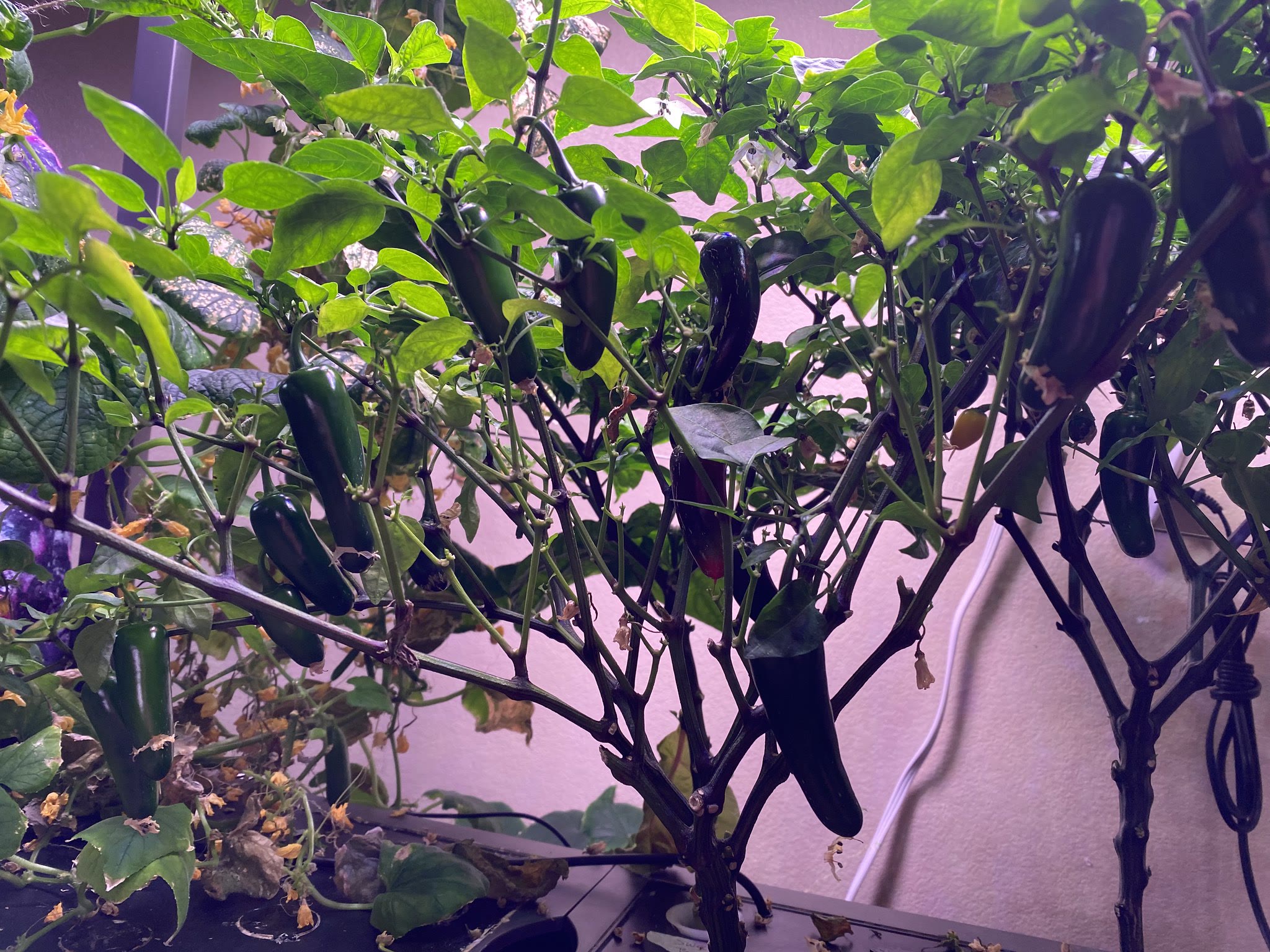 Update #20: After that last little explosion of productivity, the cucumber has slowed down at LOT. There is one almost ready…