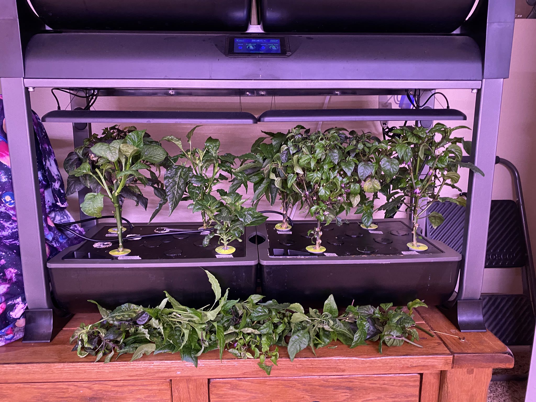Update #13: Turn your back for 1 second and the bonchi go wild!Before:After:Also had to spray again for bugs, saw a couple c…