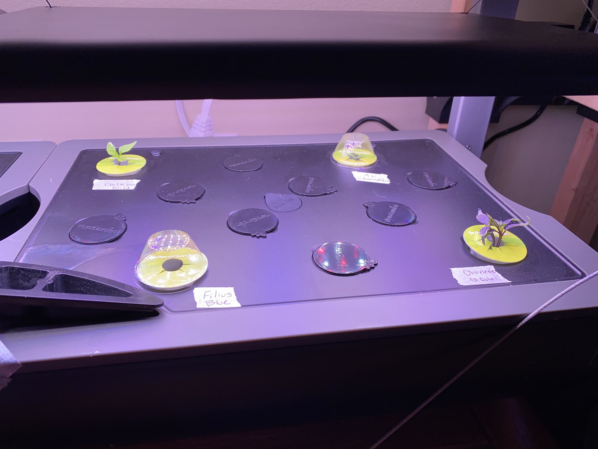 Update #1: Got and planted my basic about 2 weeks ago, and starting to get some sprouts! Planted with the following:Left si…