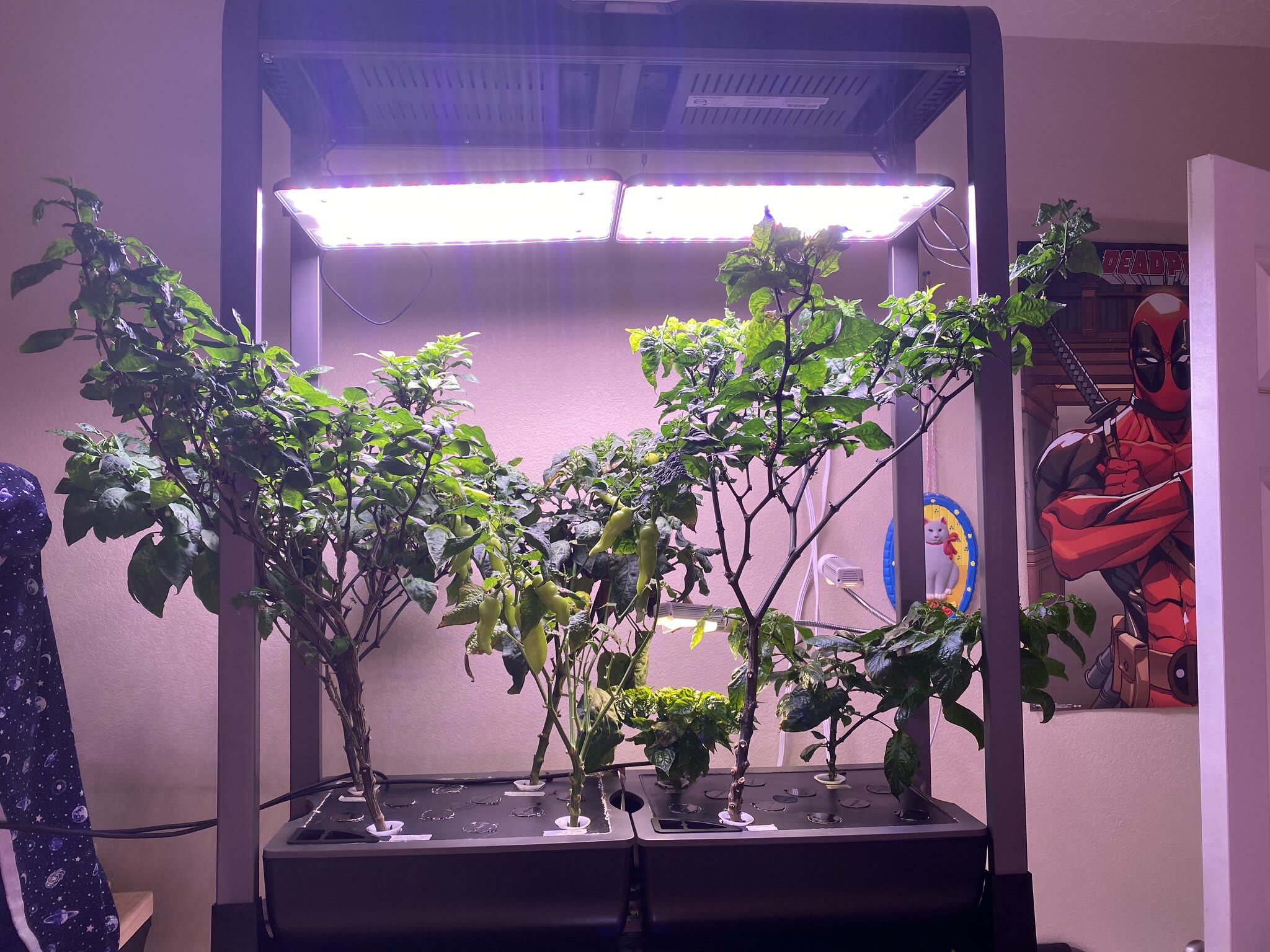Eight-variety Farm XL pepper garden under prolonged thrips pressure