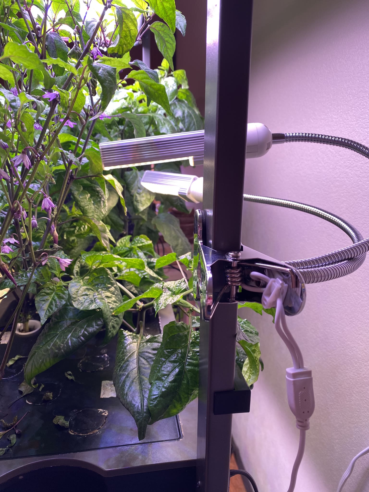 Update #12: The lights arrived and I set them up before going to work! They're pretty light-weight, which is nice. They have…