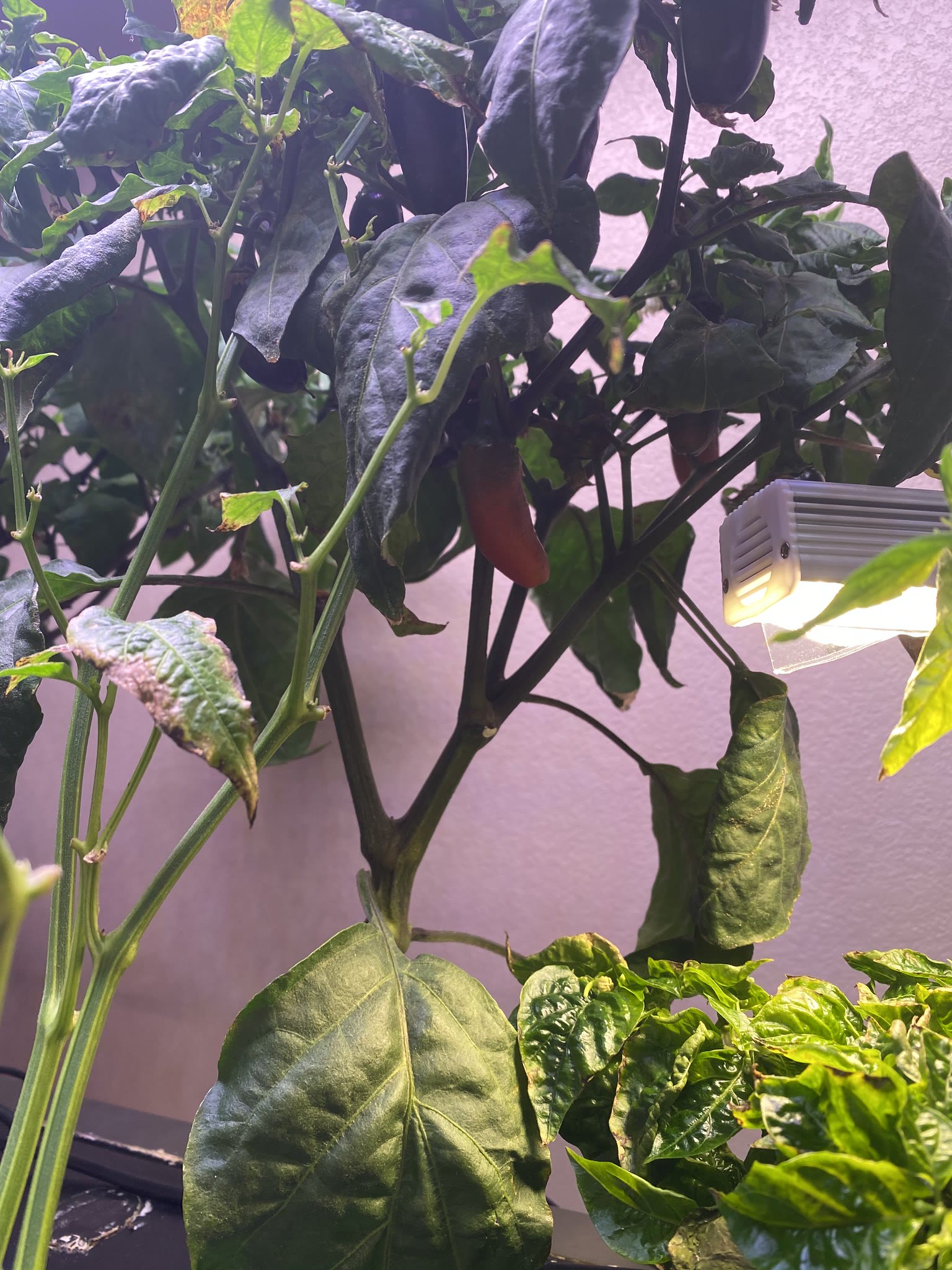 Update #20: Everything in my room is looking rather nibbled-upon and sad, as I'm still battling thrips. I released several l…