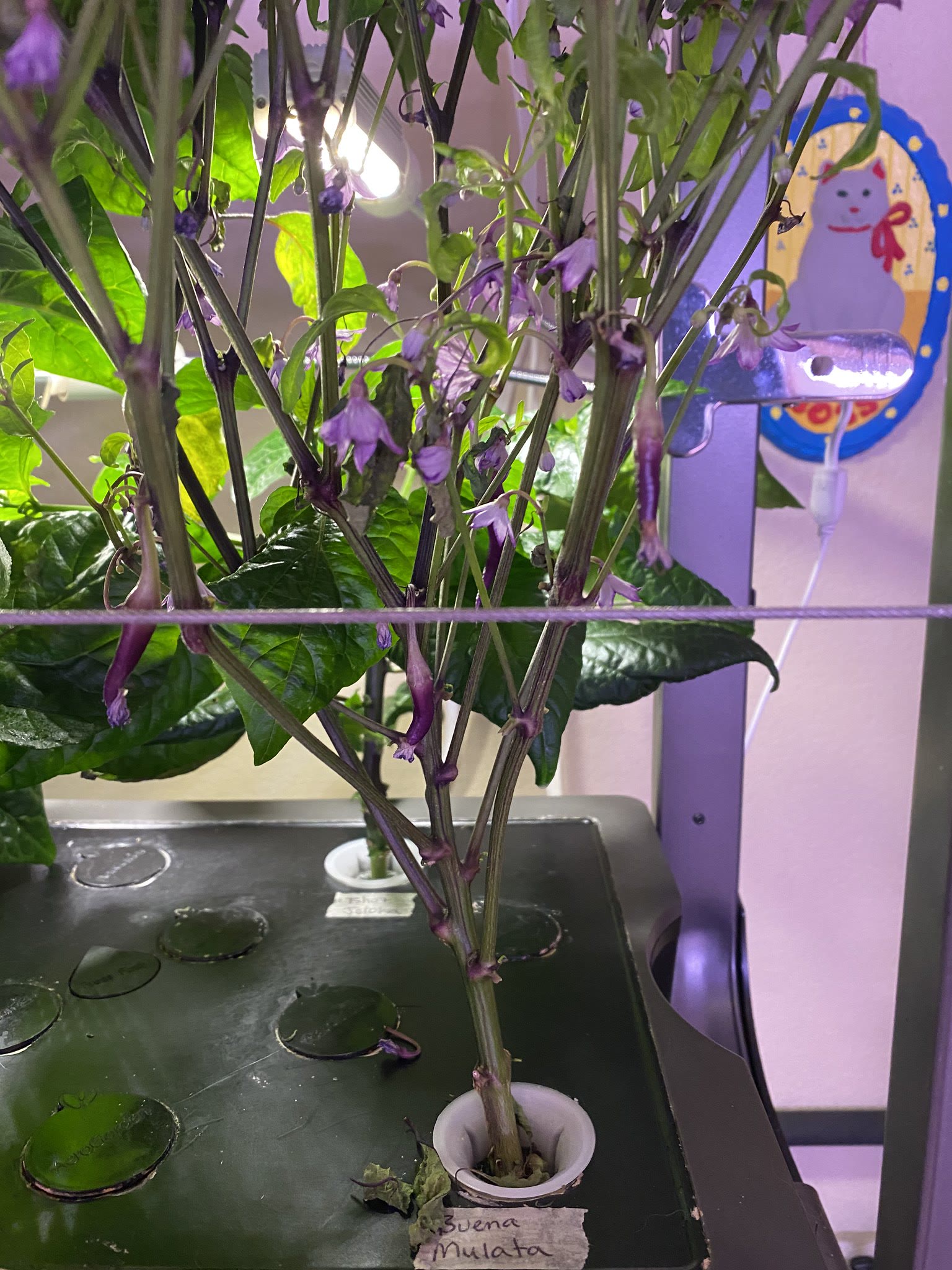 Update #13: The light has stayed put over the past couple days, and the plants are looking happy with the extra light! The o…