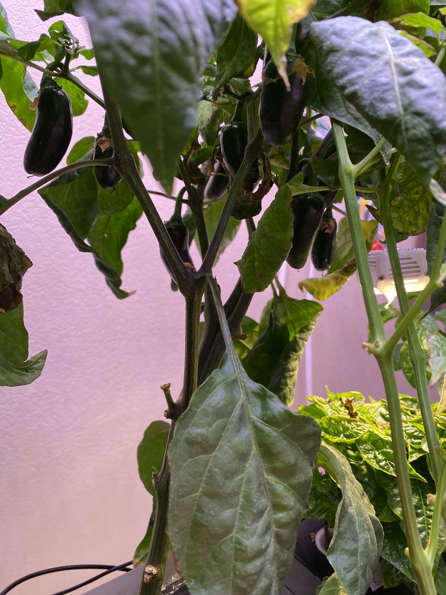 Update #19: About to have LOTS of peppers!!!