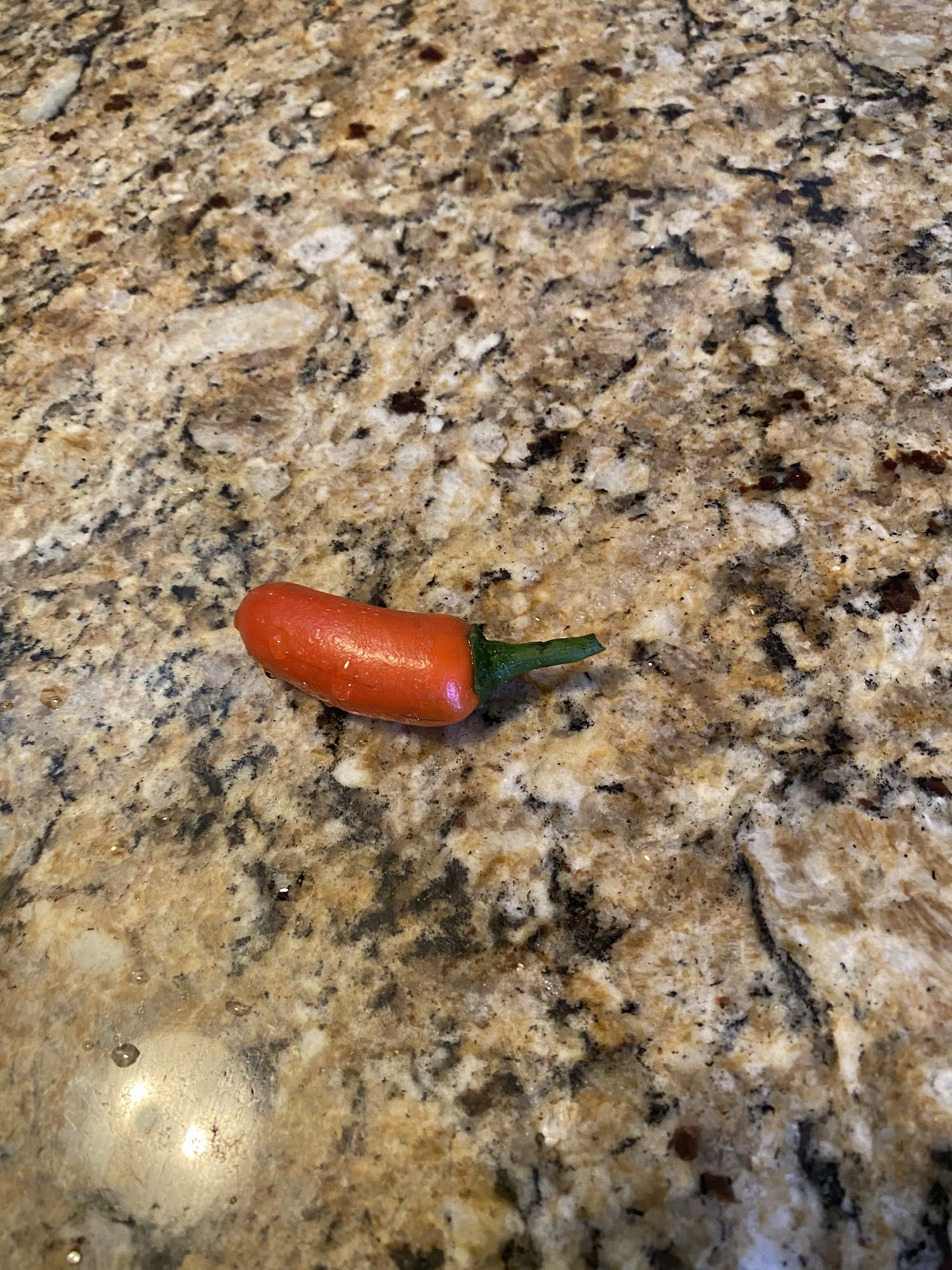 Update #20: Everything in my room is looking rather nibbled-upon and sad, as I'm still battling thrips. I released several l…