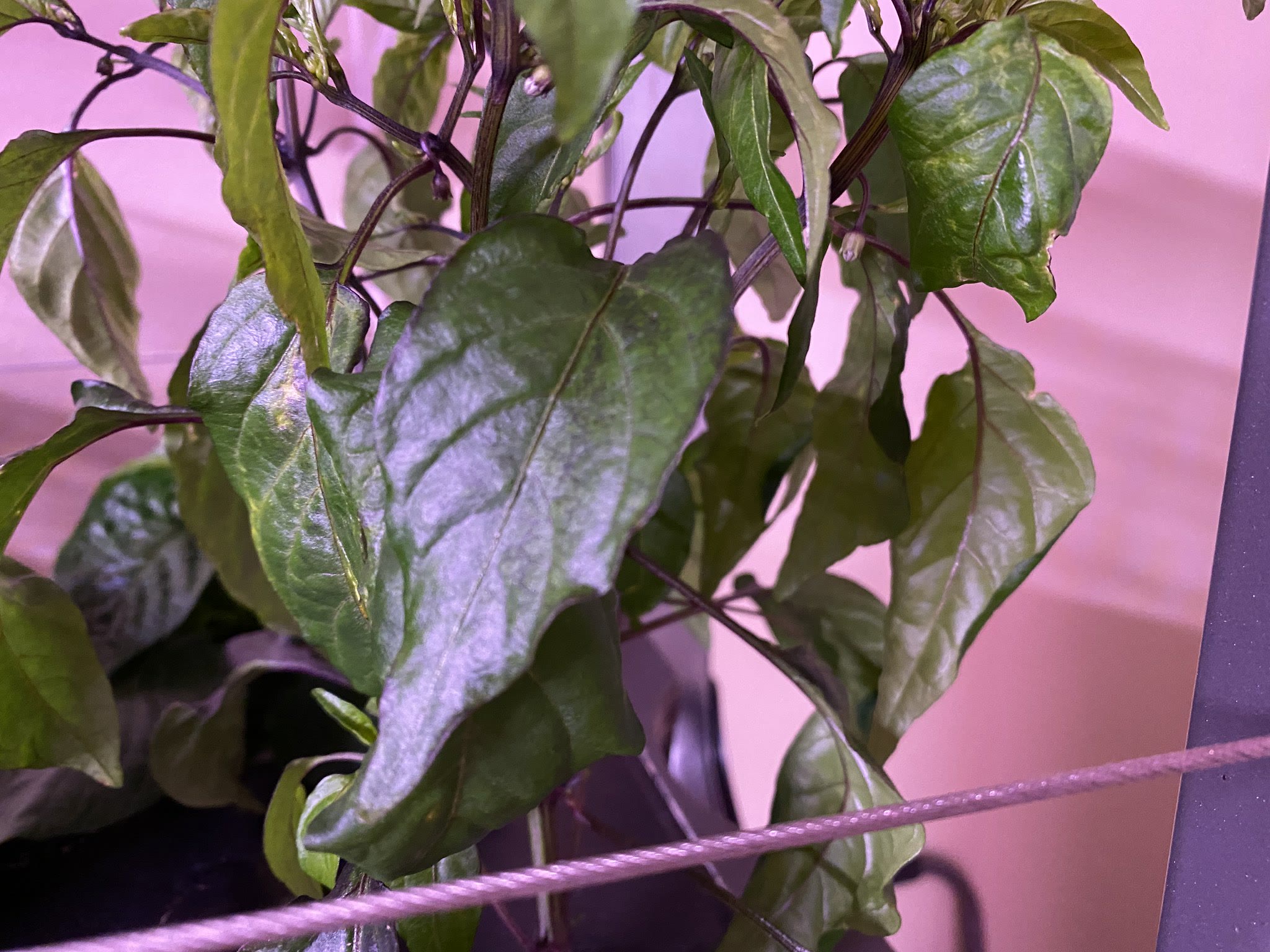 Update #8: Added nutrients. The Jalapenos are getting tall!The Buena Mulata is also trying to set flowers! I'm thinking abo…