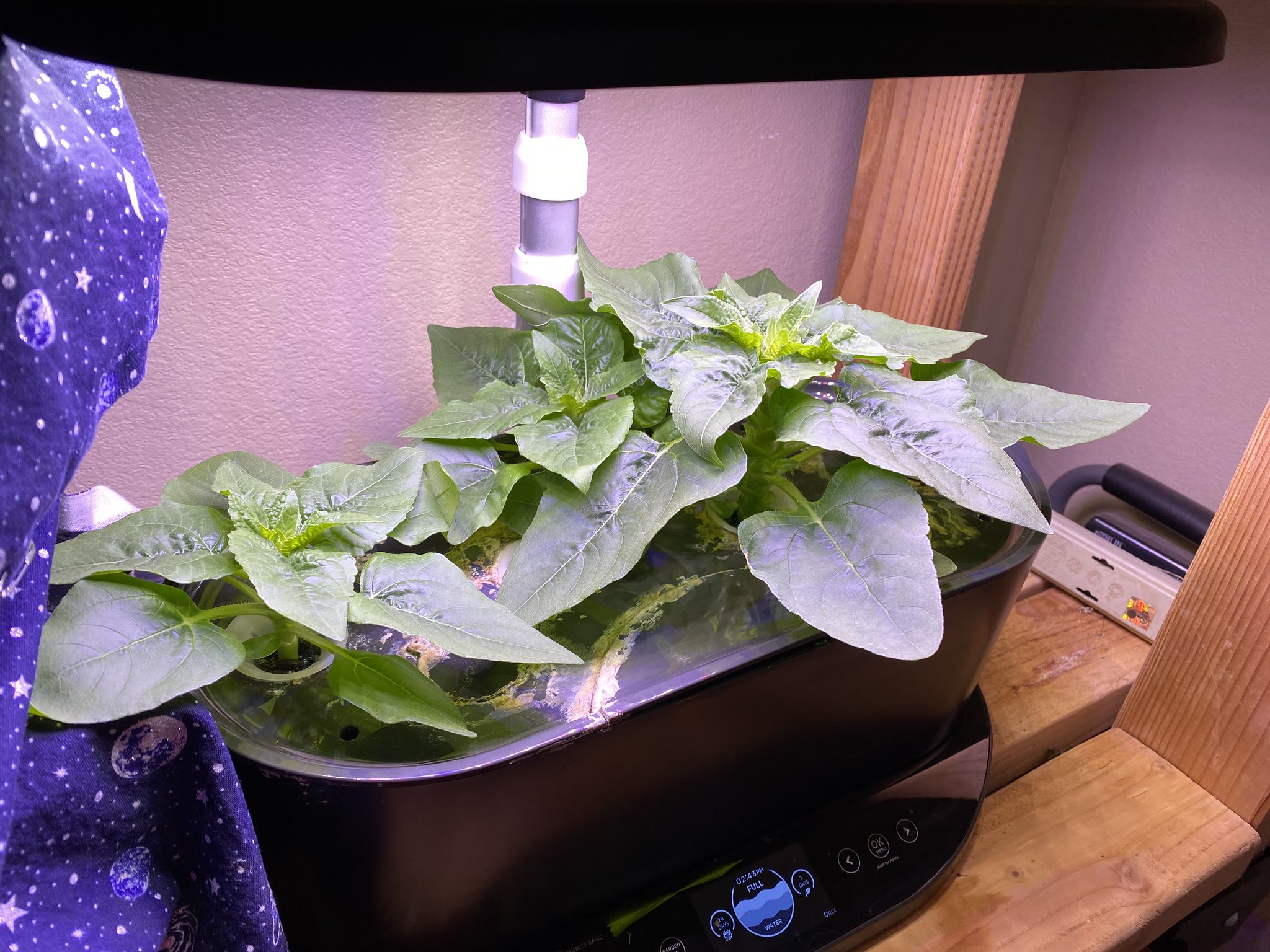 Update #15: The cutest little flowers!! The marigolds haven't bloomed yet I maaaay have overestimated how many plants could …
