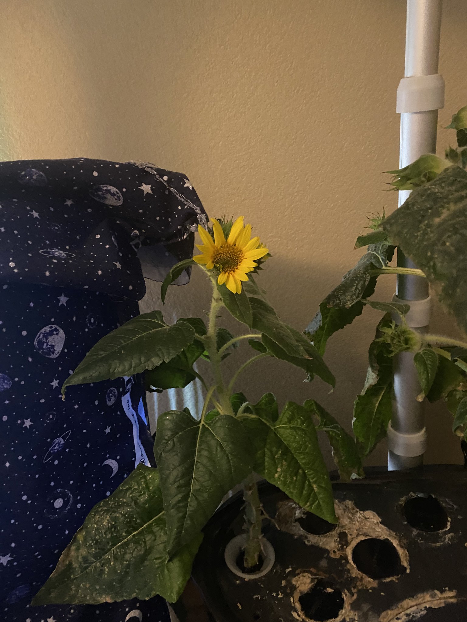 Update #21: The flowers are looking good, this is probably the best viola grow I've ever had. They are trailing over the sid…