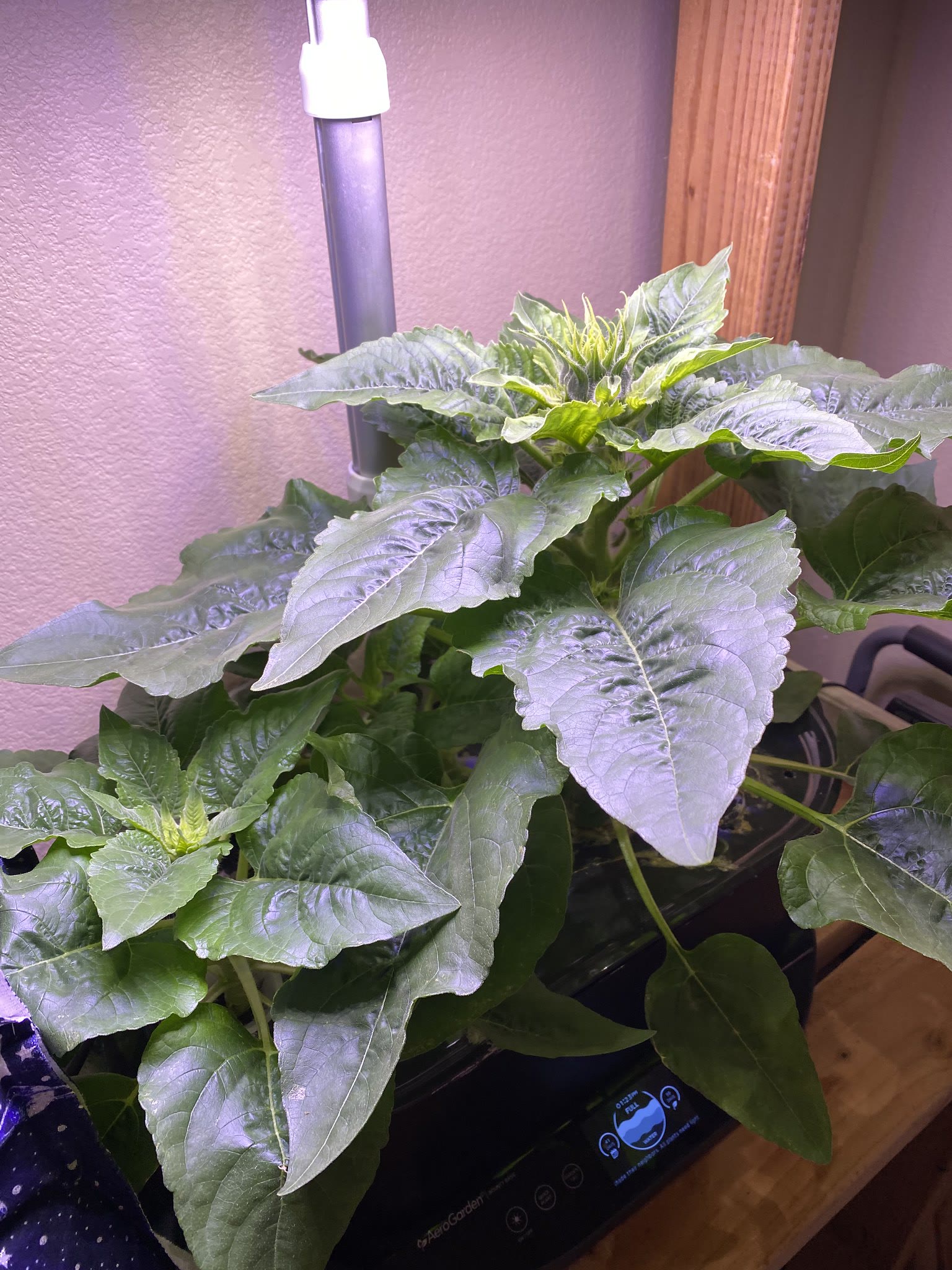 Update #16: The violas are going wild!! Got some really nice orange marigolds out: Overall the flower Farm is looking great!…