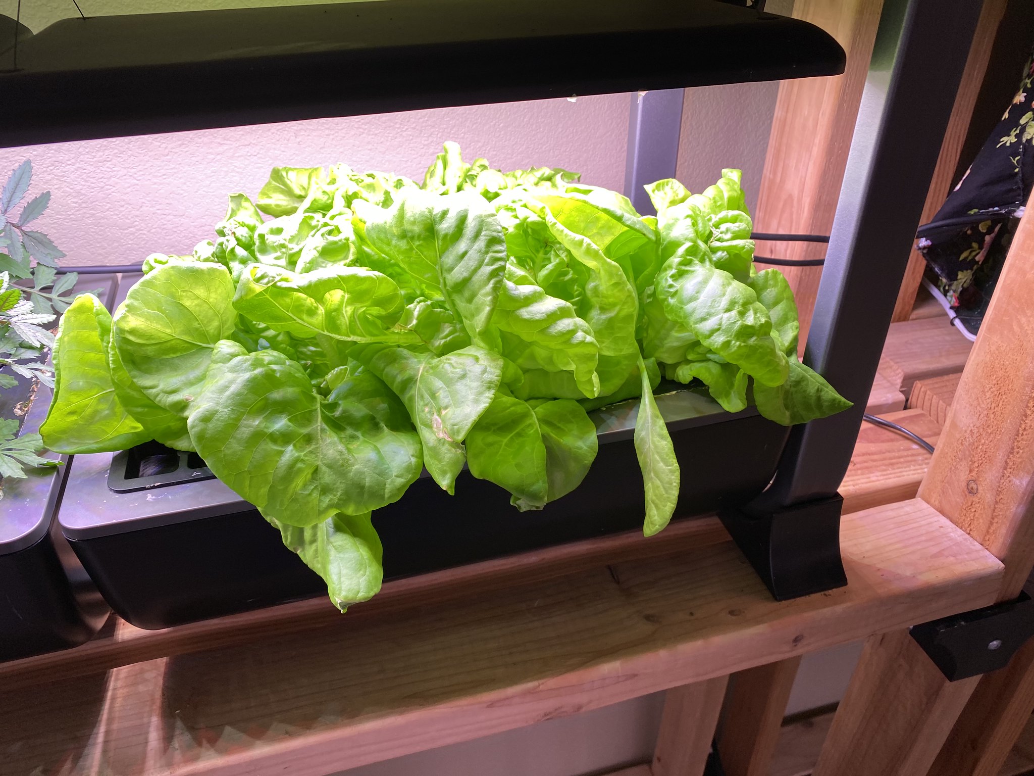 Update #4: The marigolds have gotten super thick and pretty!! Can't wait for them to start flowering!! And the lettuce is c…