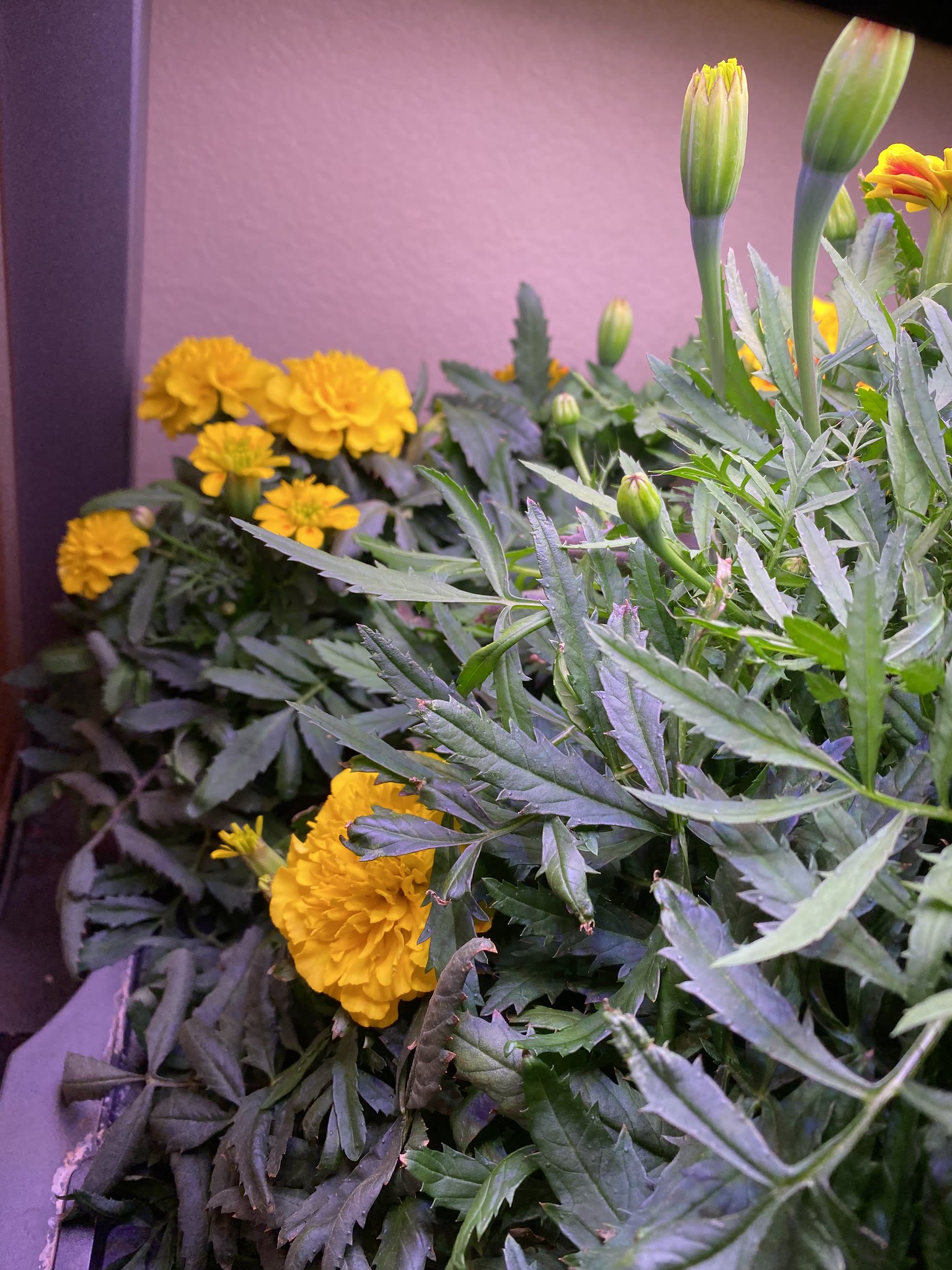 Update #7: Got lots of open flowers now! And the tatsoi's looking good too