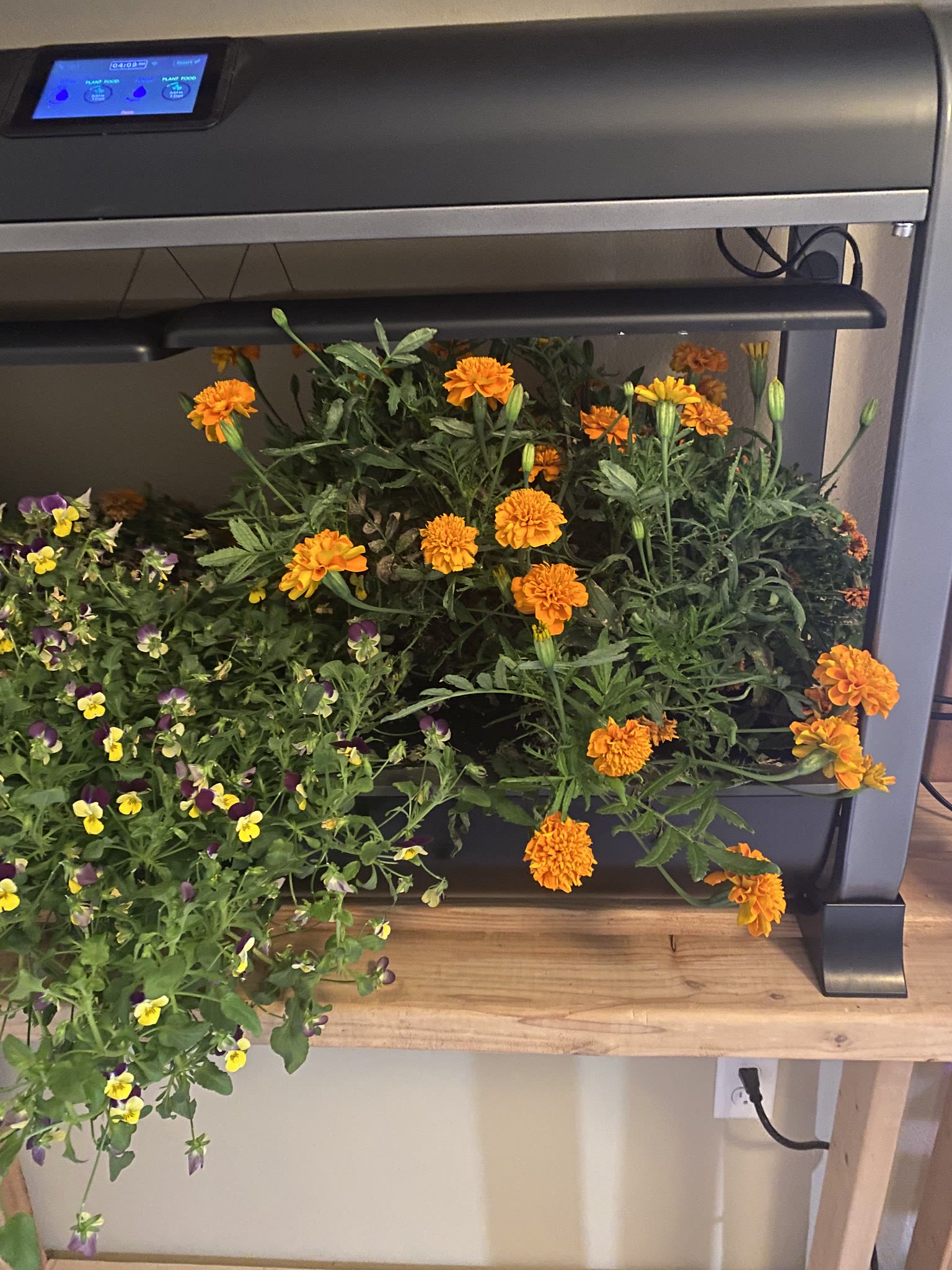 Update #21: The flowers are looking good, this is probably the best viola grow I've ever had. They are trailing over the sid…