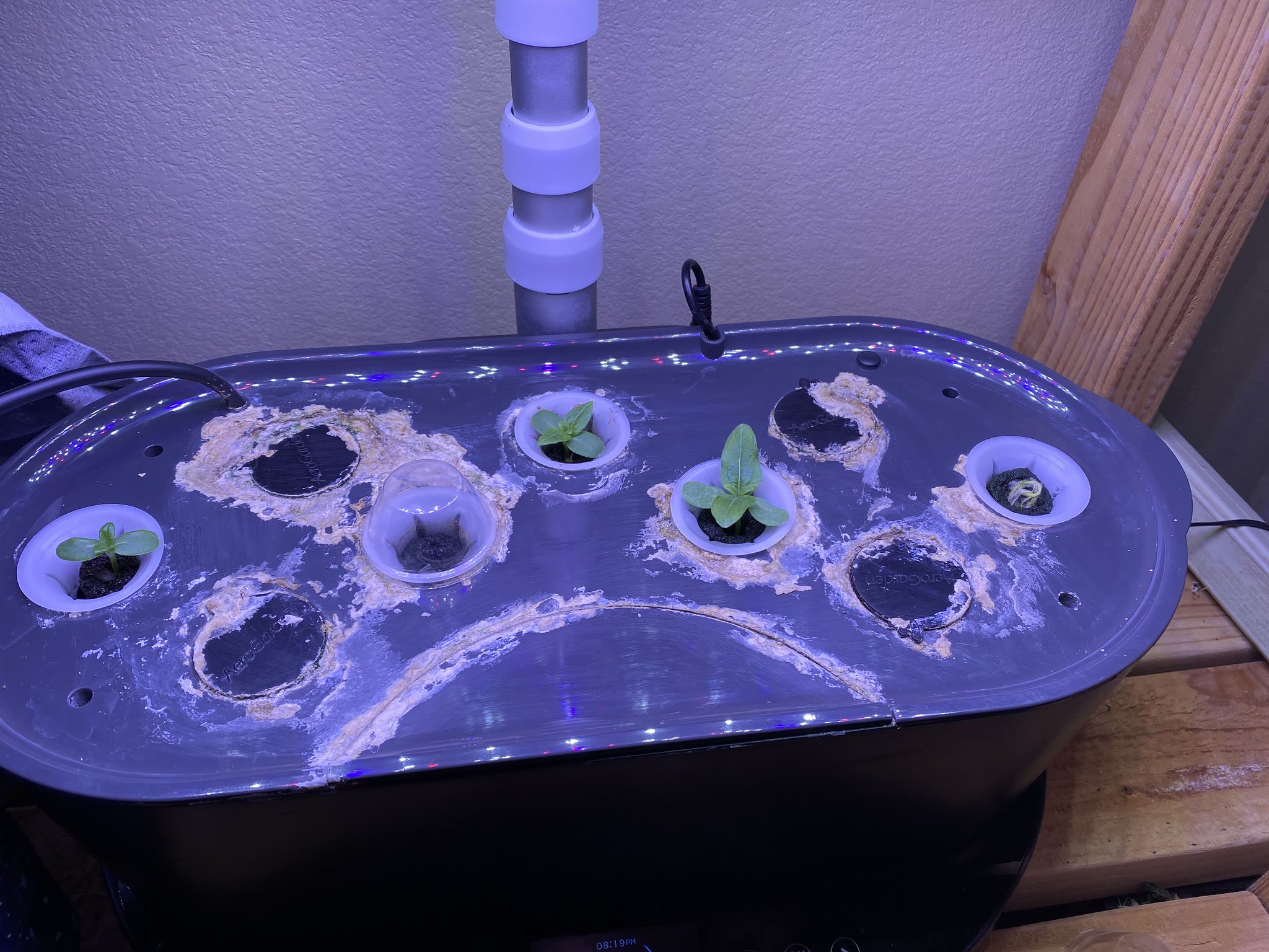 Update #14: The flowers are all doing well!!