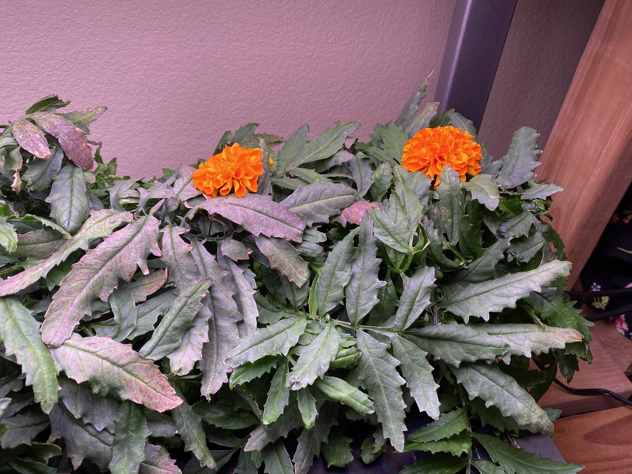 Update #16: The violas are going wild!! Got some really nice orange marigolds out: Overall the flower Farm is looking great!…