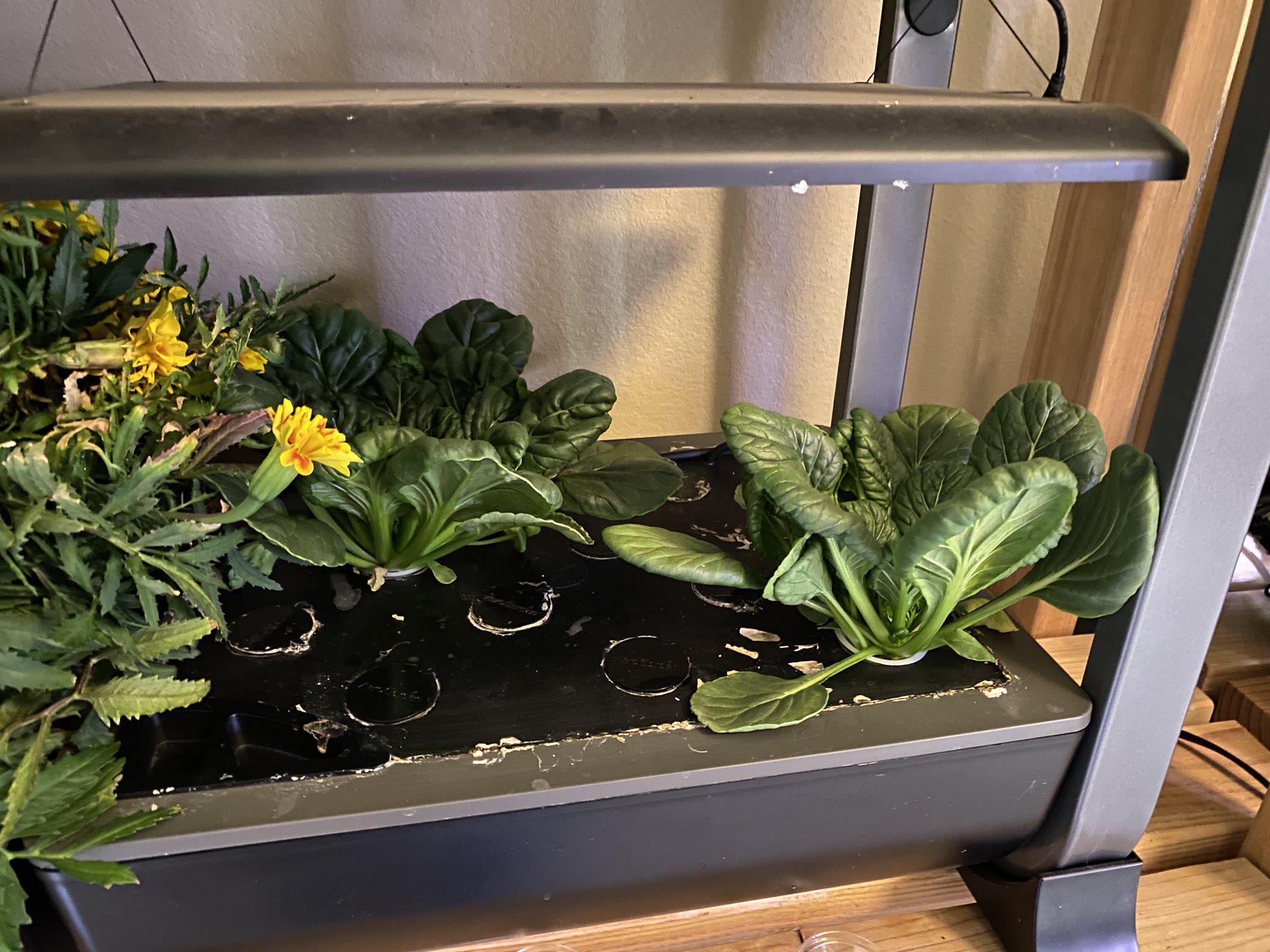 Update #8: These flowers got a lot taller than last time I grew them!! You can't really see the solid yellow ones behind th…